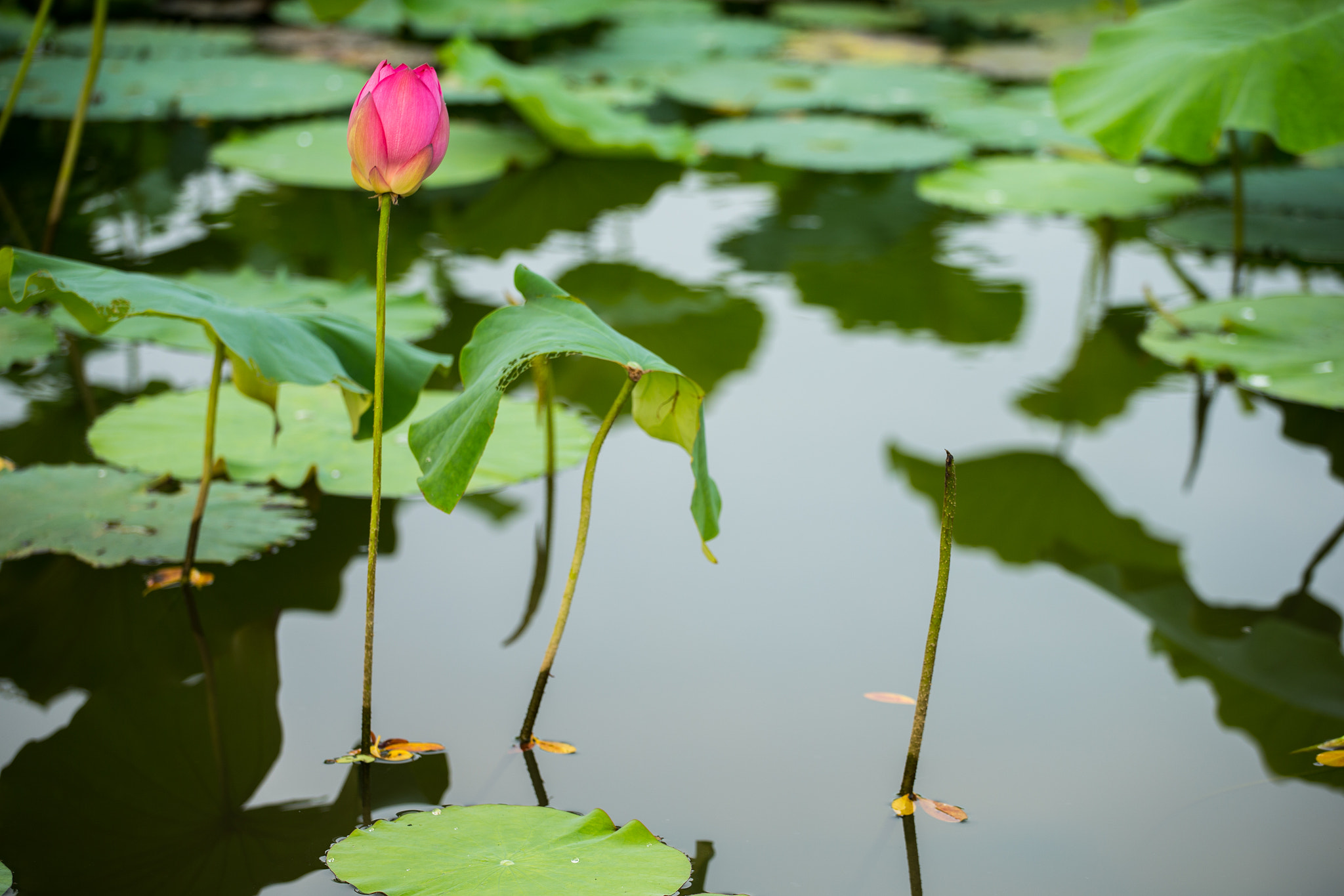 Canon EOS-1D X + Canon EF 70-200mm F4L USM sample photo. 蓮花 photography