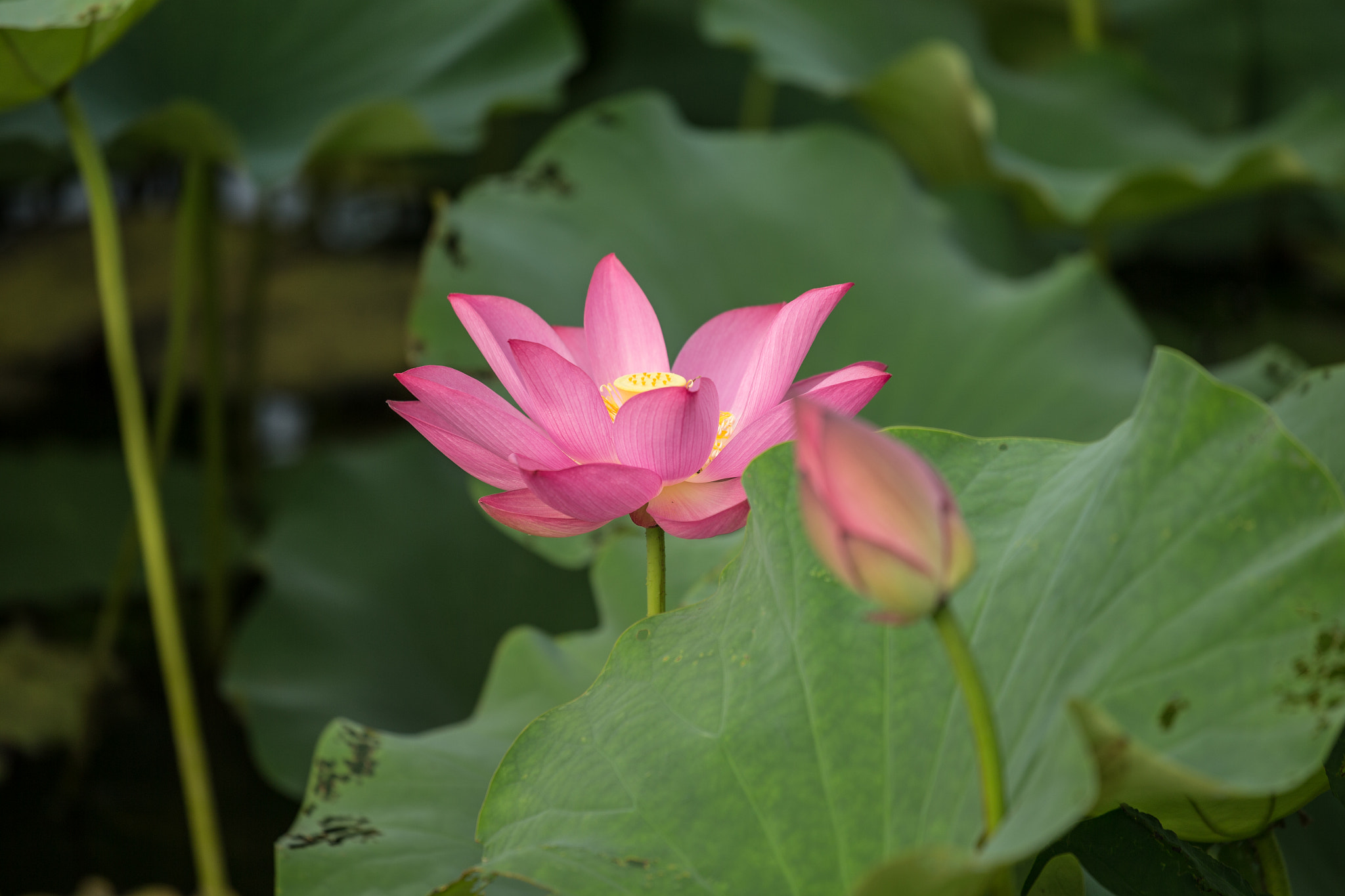 Canon EOS-1D X + Canon EF 70-200mm F4L USM sample photo. 蓮花 photography