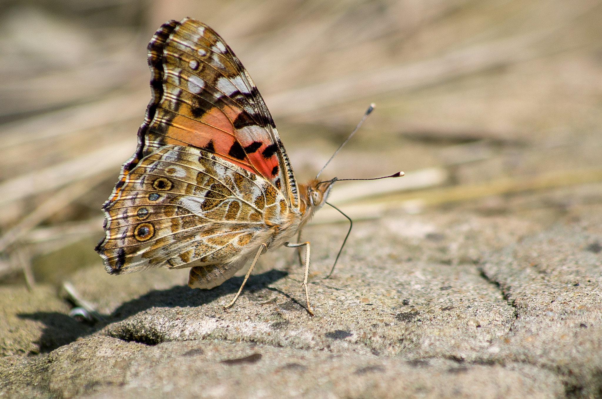 HD Pentax DA 55-300mm F4.0-5.8 ED WR sample photo. Painted lady // cynthia cardui photography