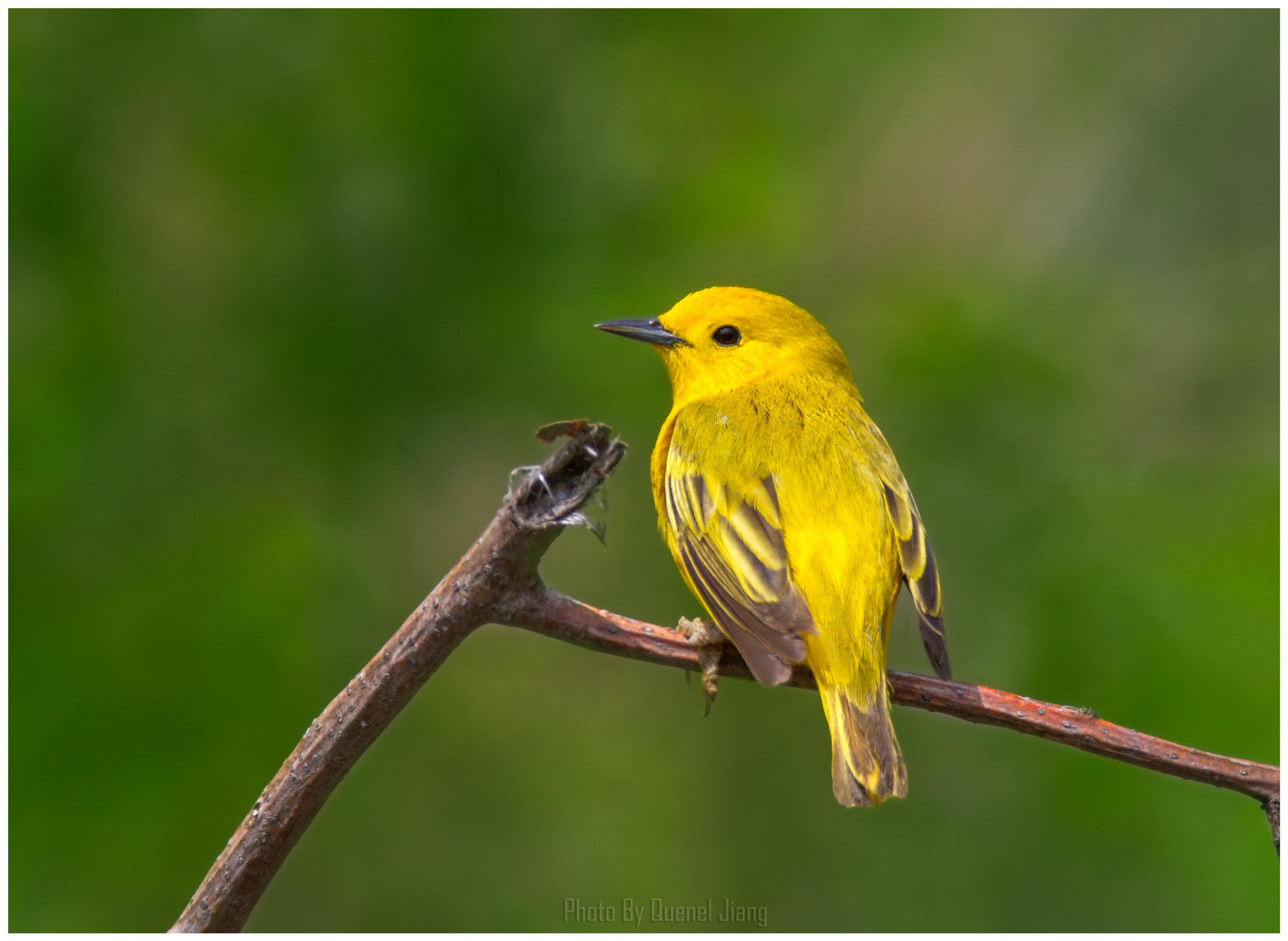Canon EOS 7D + Canon EF 600mm F4L IS USM sample photo. Yellow warbler photography
