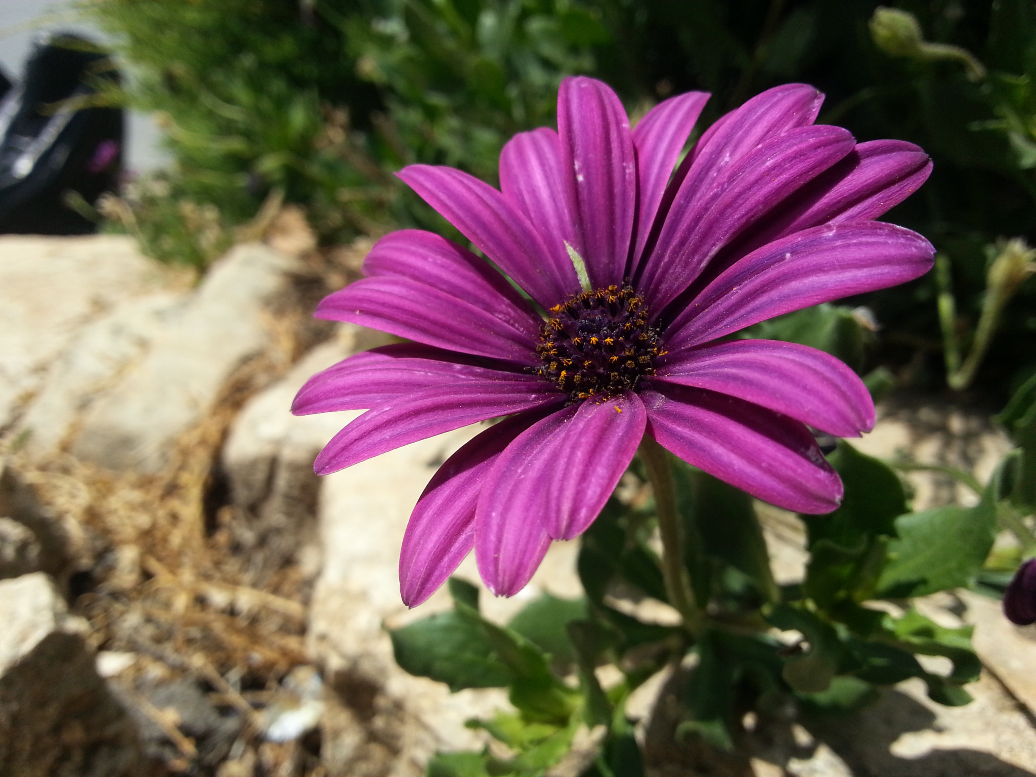 Samsung GT-I8750 sample photo. Purple flower photography