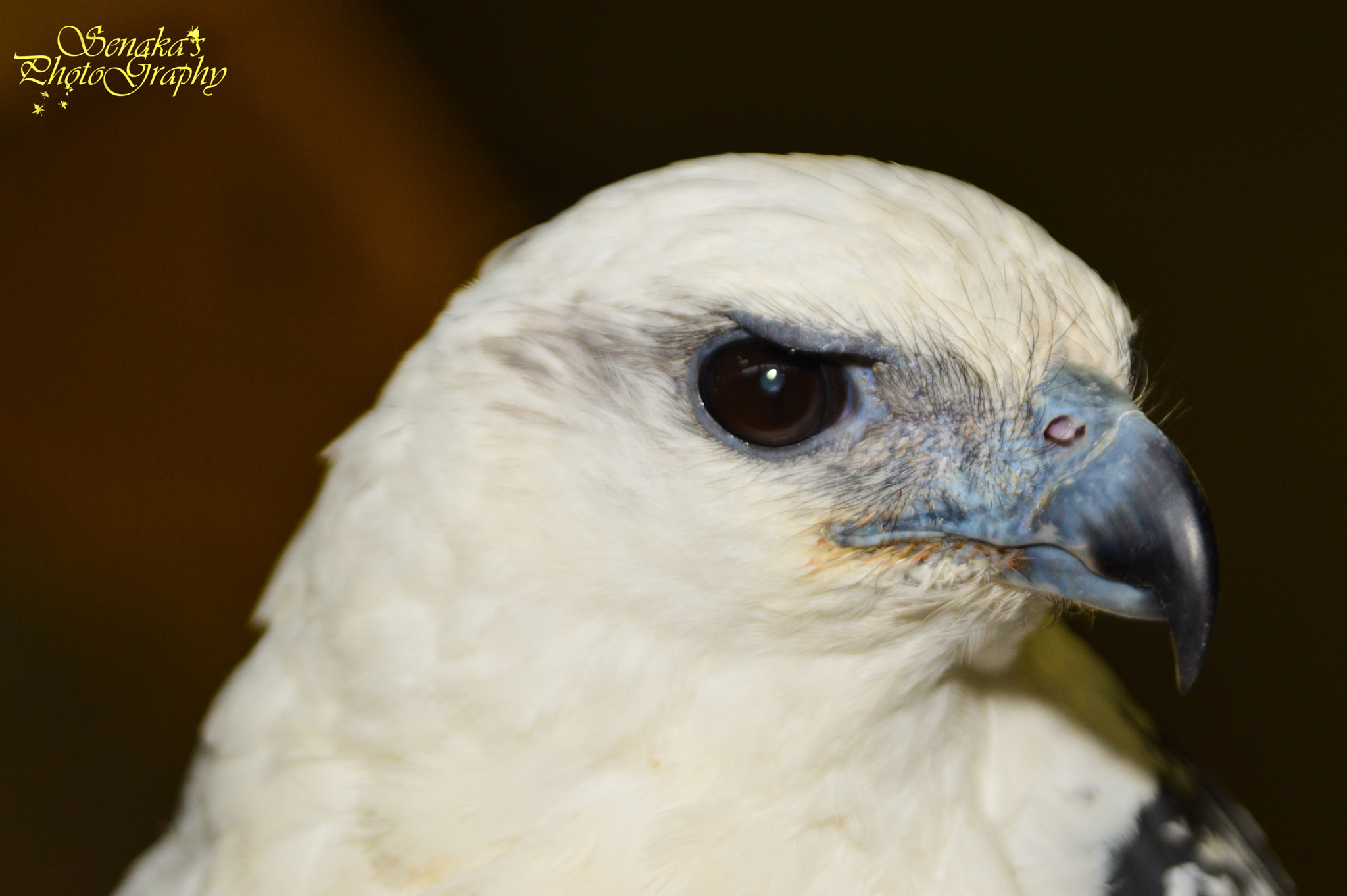 Nikon D3200 + Sigma 24-135mm F2.8-4.5 sample photo. White hawk  photography