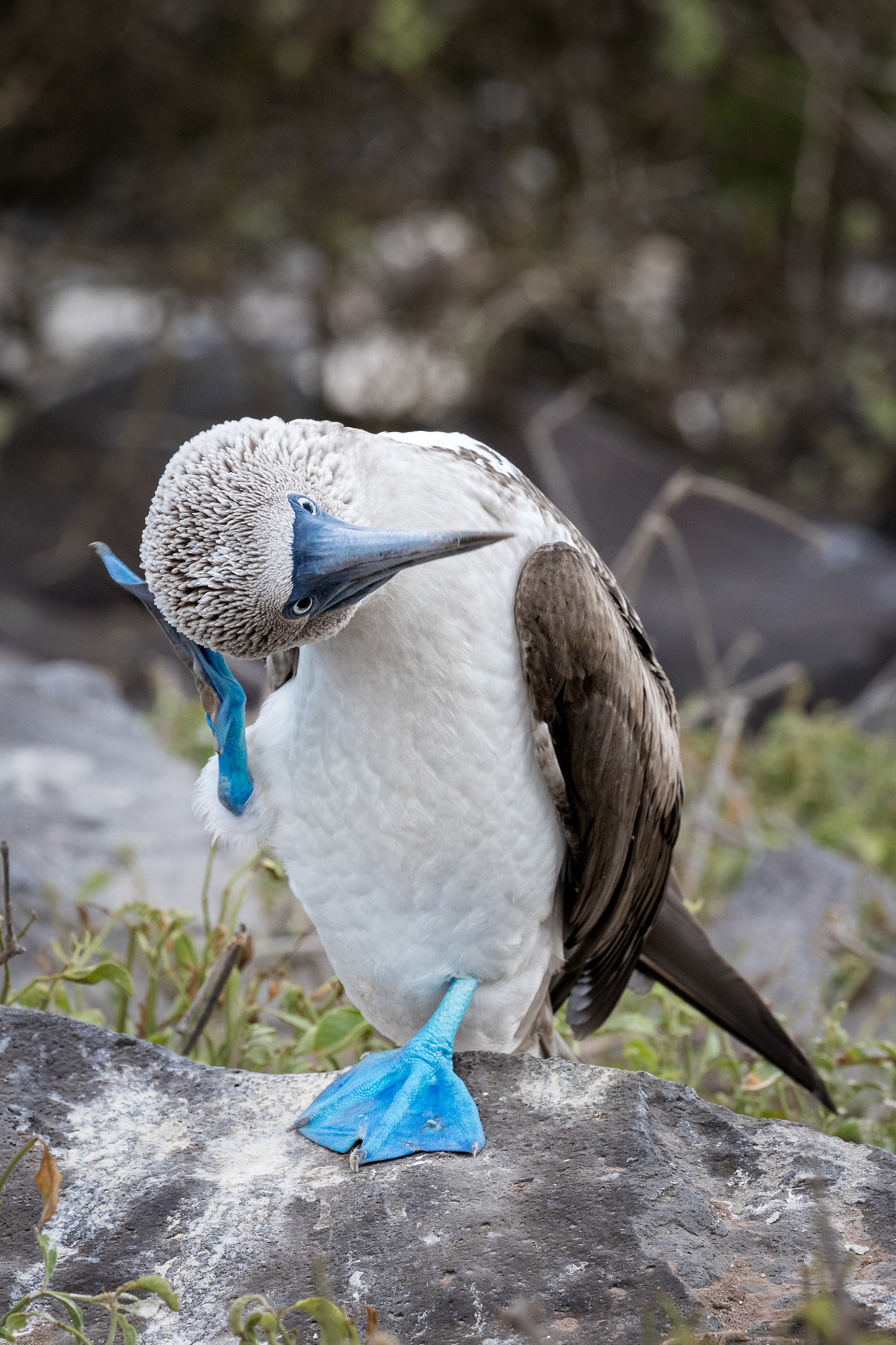 Canon EOS-1D X Mark II + Canon EF 100-400mm F4.5-5.6L IS II USM sample photo. Booby with an itch photography