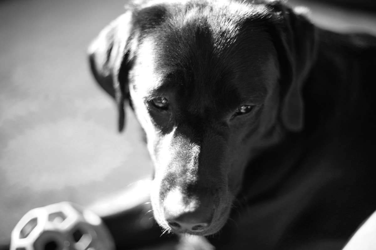 Canon EOS 5D + Canon EF 50mm F1.4 USM sample photo. Lola in black and white photography