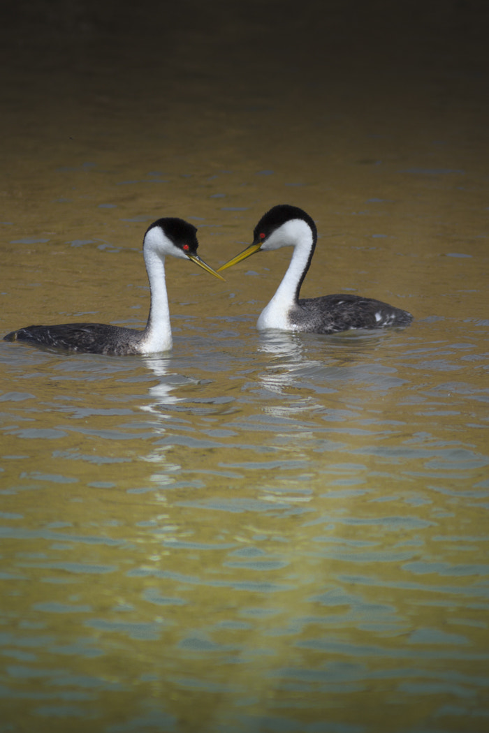 Canon EF 300mm F4L IS USM sample photo. Western gebe photography