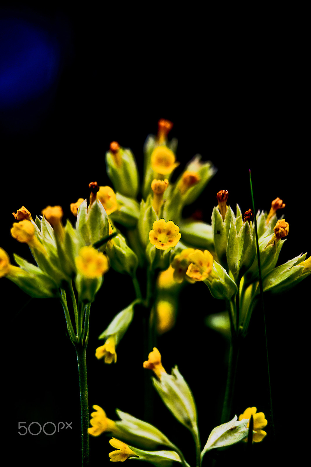 Sigma 150mm F2.8 EX DG OS Macro HSM sample photo. Nature in springtime photography