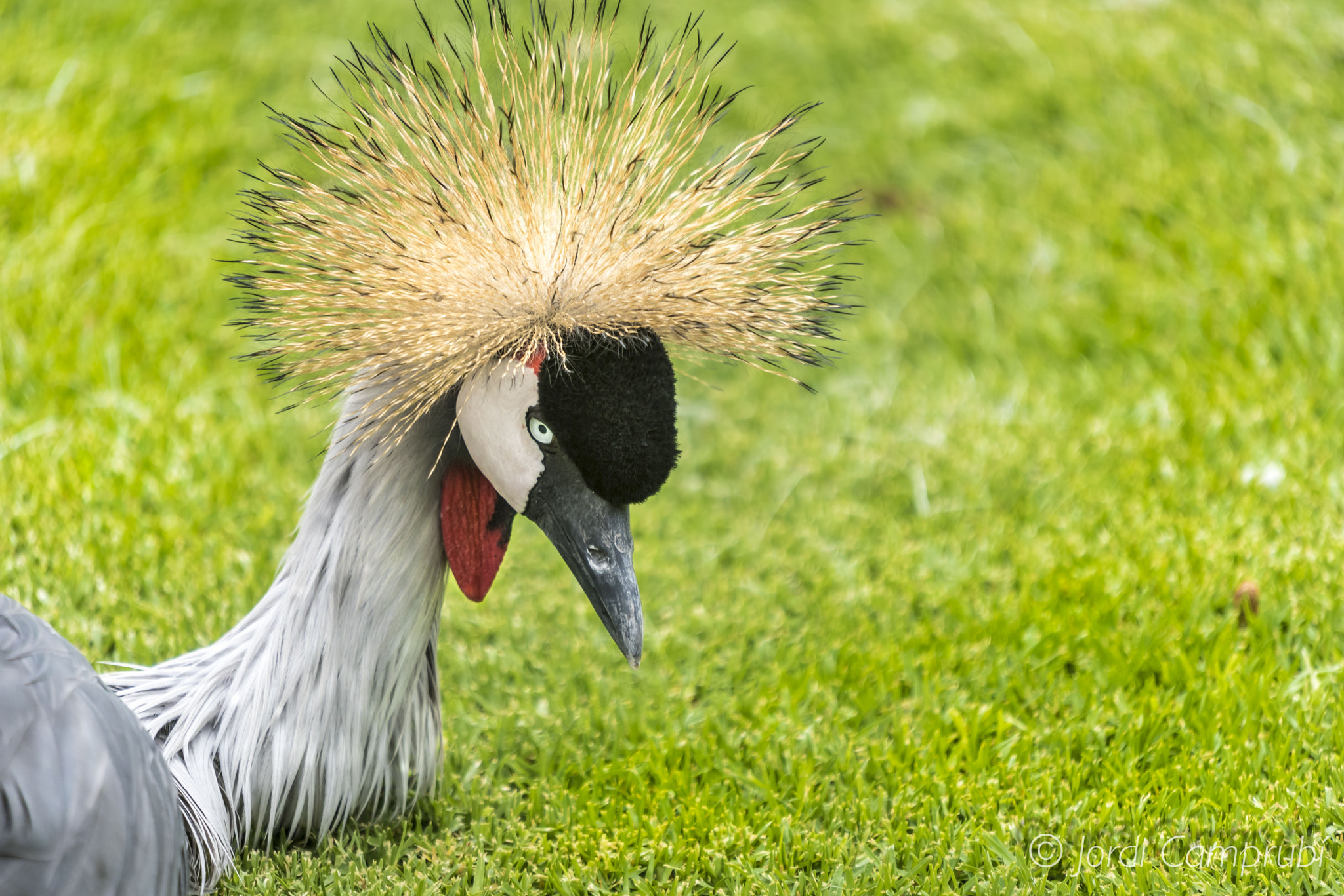 Sigma 50-500mm F4-6.3 EX APO RF HSM sample photo. Hair..! photography