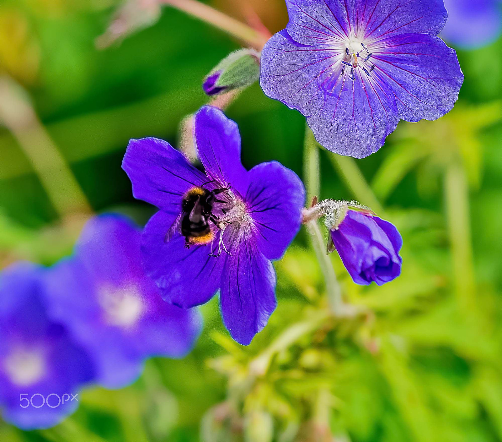 Sigma 150mm F2.8 EX DG OS Macro HSM sample photo. Nature in springtime photography
