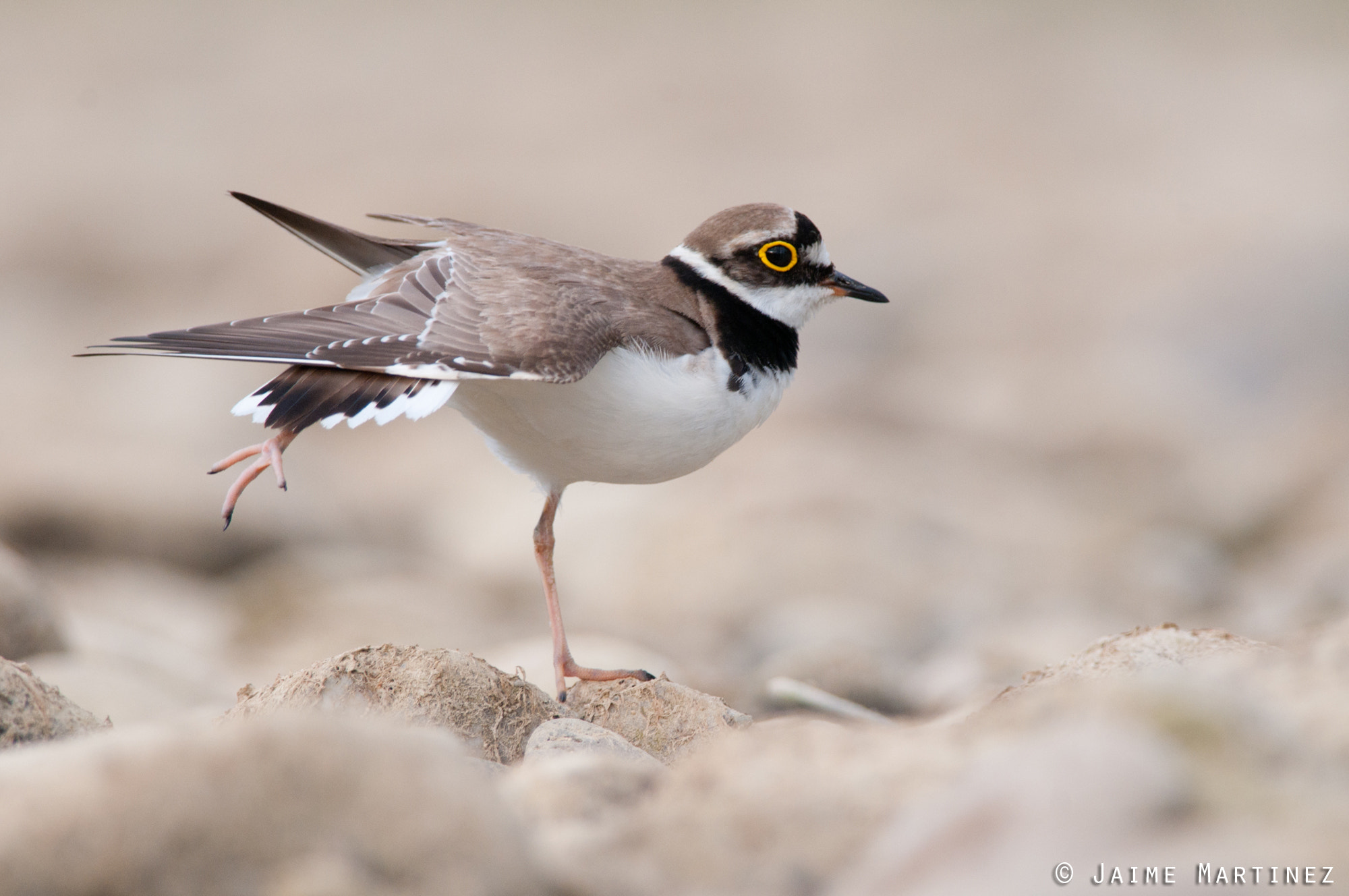 Nikon D300 + Nikon AF-S Nikkor 300mm F4D ED-IF sample photo. Little ringed plover - charadrius dubius photography