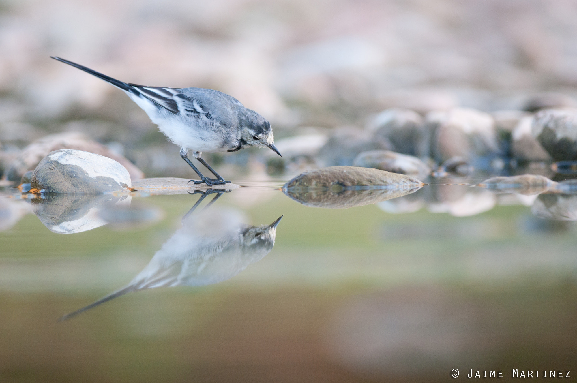 Nikon D300 + Nikon AF-S Nikkor 300mm F4D ED-IF sample photo. White wagtail - motacilla alba photography