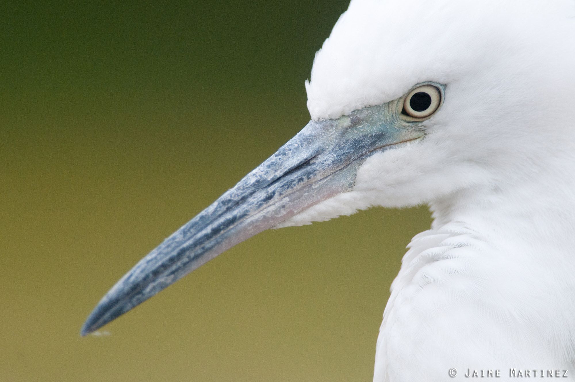 Nikon AF-S Nikkor 300mm F4D ED-IF sample photo. Little egret / aigrette garzette - egreta garzetta photography