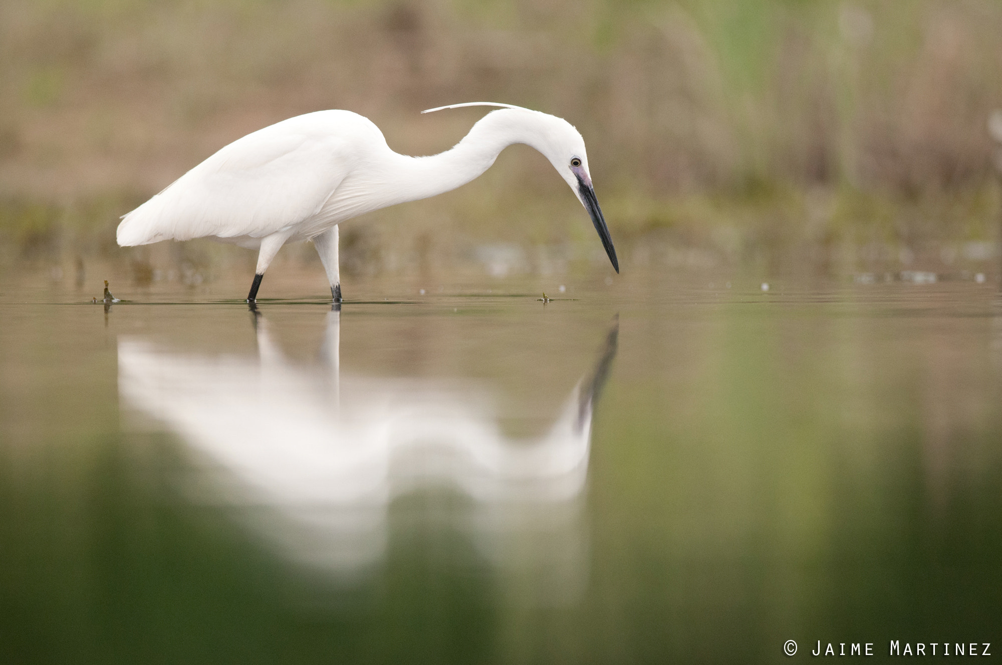 Nikon D300 + Nikon AF-S Nikkor 300mm F4D ED-IF sample photo. Little egret / aigrette garzette - egreta garzetta photography