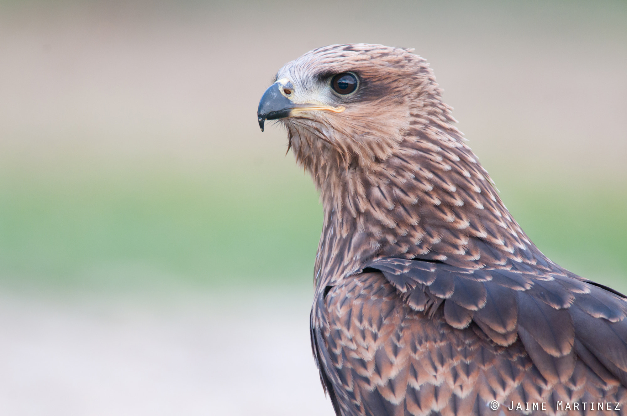 Nikon D300 + Nikon AF-S Nikkor 300mm F4D ED-IF sample photo. Black kite / milan noir - milvus migrans photography