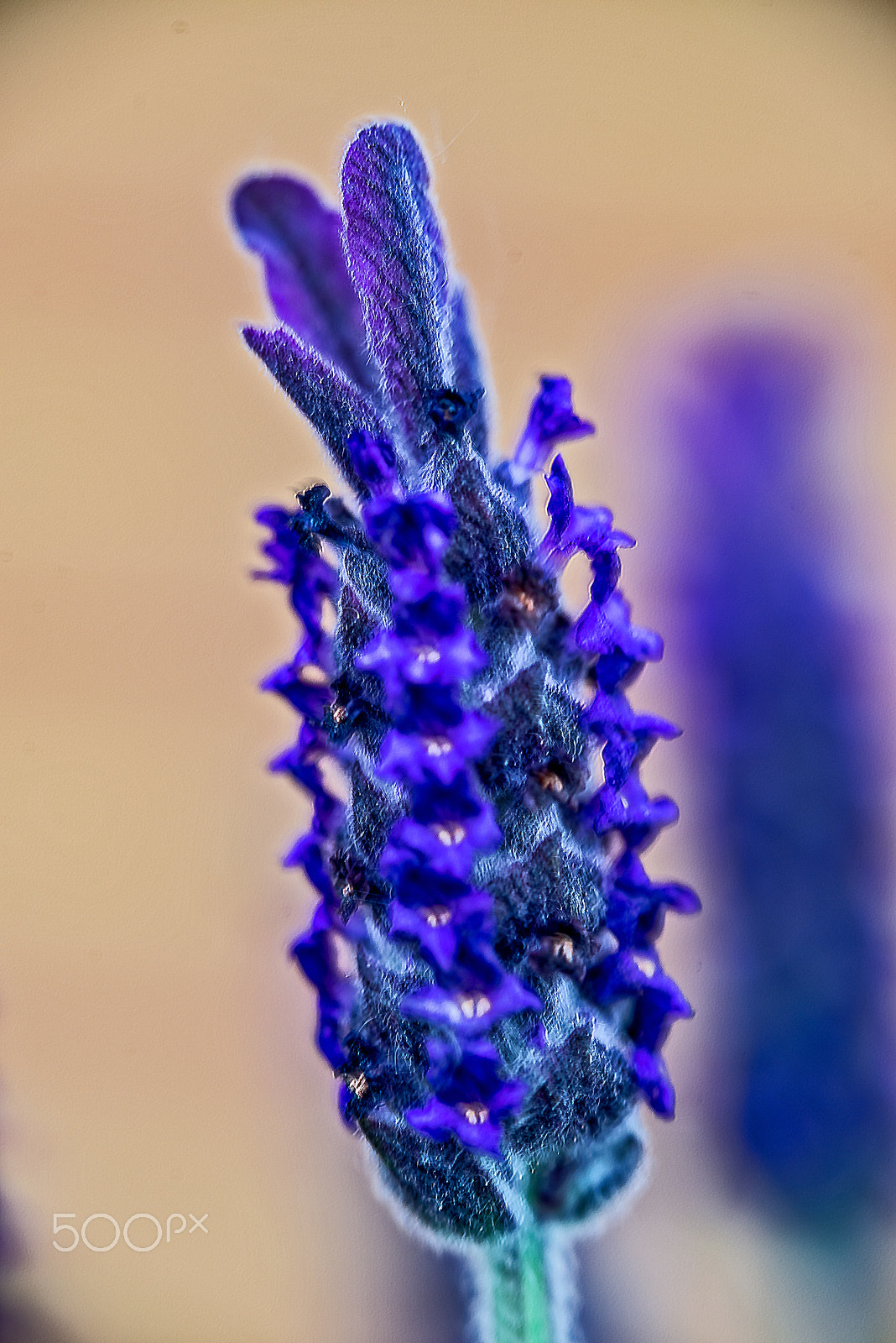 Sigma 150mm F2.8 EX DG OS Macro HSM sample photo. Nature in springtime photography