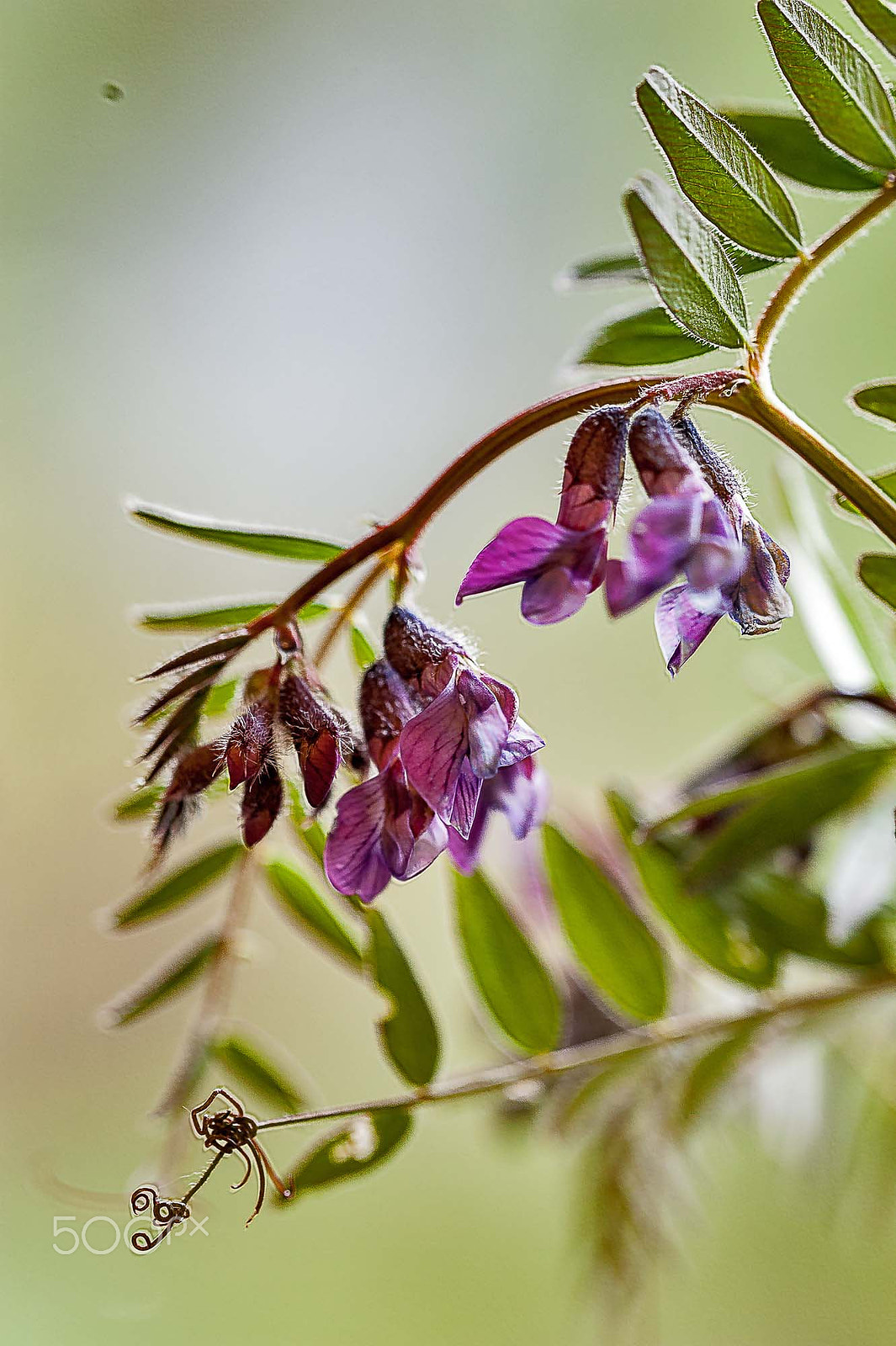 Sigma 150mm F2.8 EX DG OS Macro HSM sample photo. Nature in springtime photography