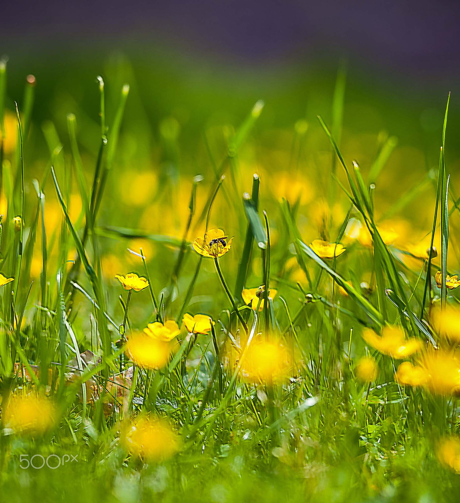 Sigma 150mm F2.8 EX DG OS Macro HSM sample photo. Nature in springtime photography