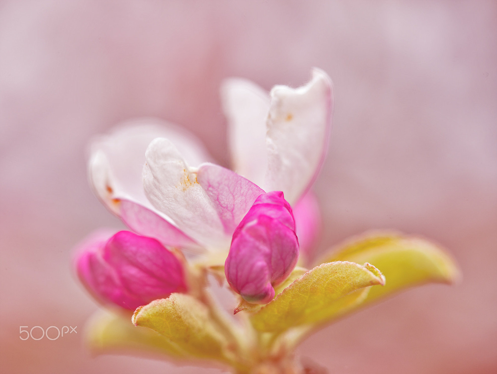 Sigma 150mm F2.8 EX DG OS Macro HSM sample photo. Nature in springtime photography