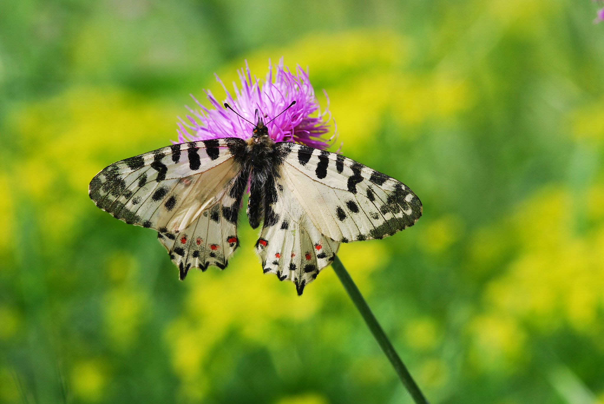 Nikon D40X + Sigma 105mm F2.8 EX DG Macro sample photo. Eastern festoon photography