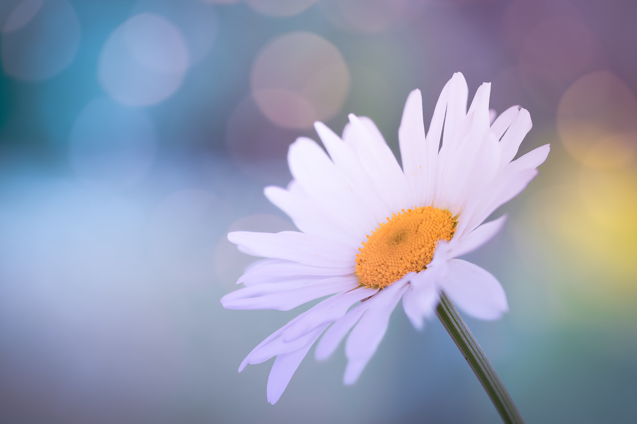 100mm F2.8 G SSM OSS sample photo. Colourful bokeh... photography