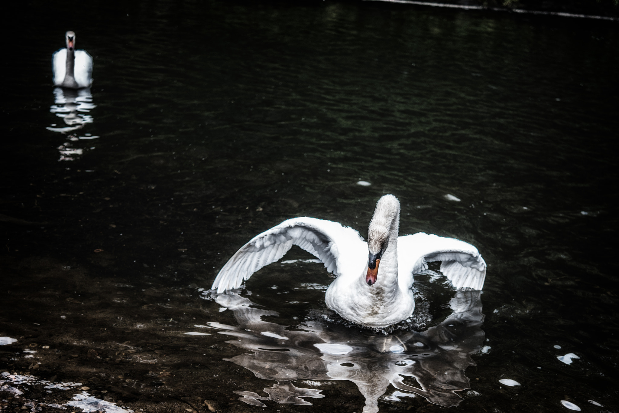 Samsung NX500 + NX 30mm F2 sample photo. Irwell swans photography