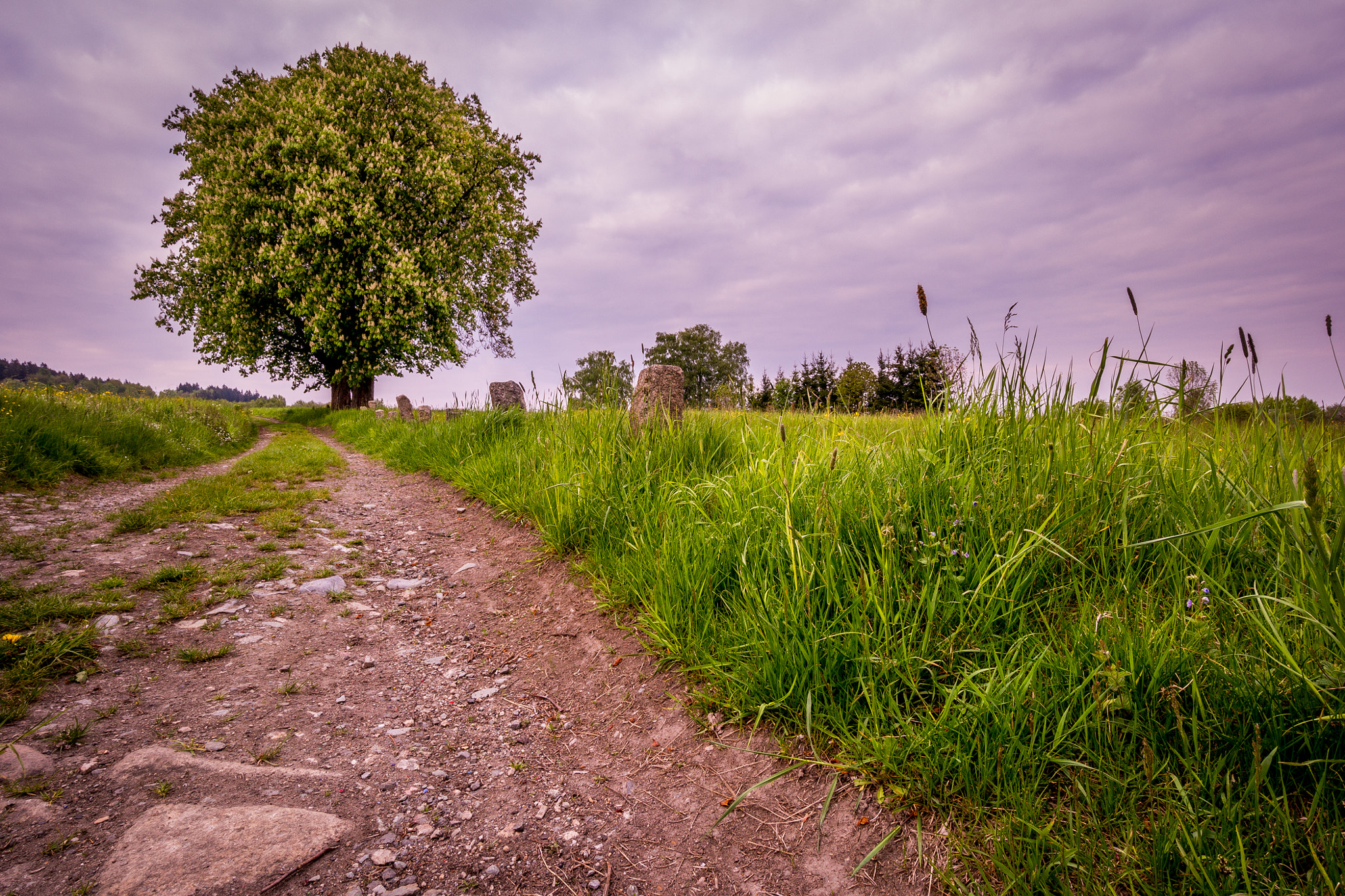 Samsung NX30 + Samsung NX 12-24mm F4-5.6 ED sample photo. Chestnut photography
