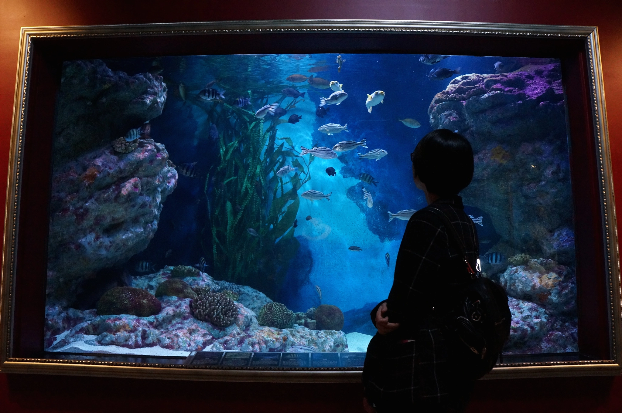 Tamron 18-200mm F3.5-6.3 Di III VC sample photo. Coex aquarium photography