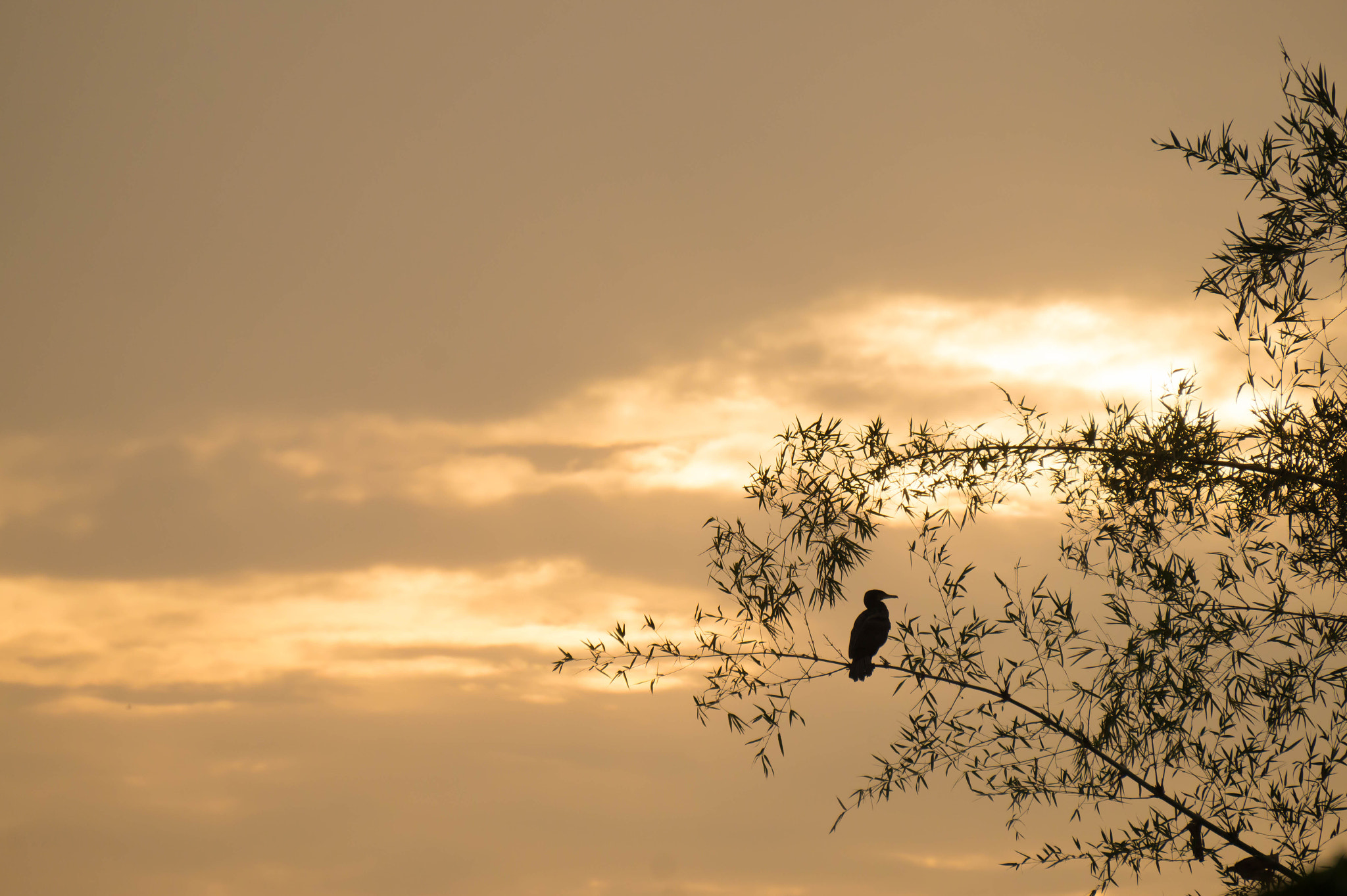 Sony Alpha a3500 sample photo