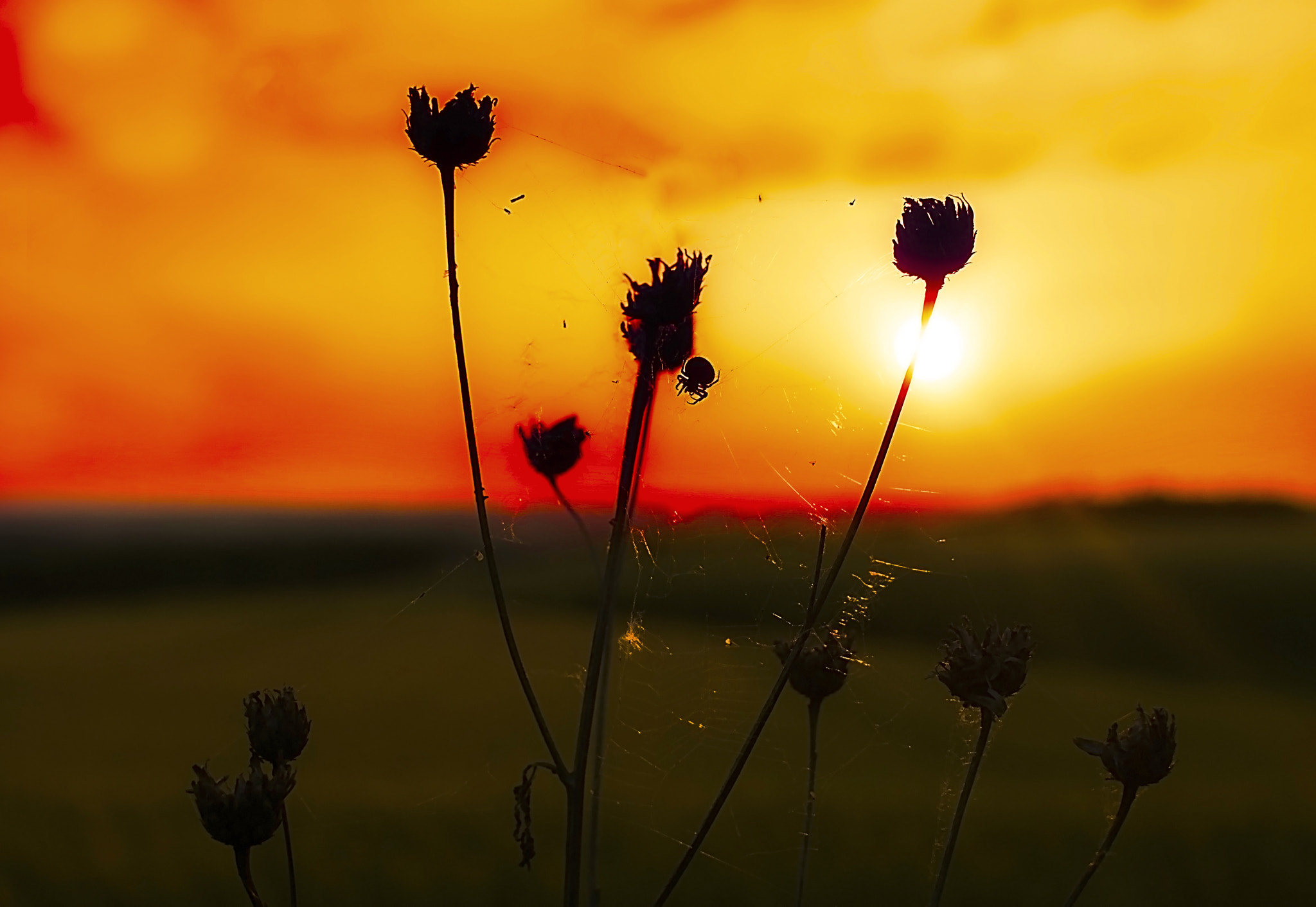 Panasonic Lumix DMC-GF6 + Sigma 30mm F2.8 DN Art sample photo. Sunset spider photography