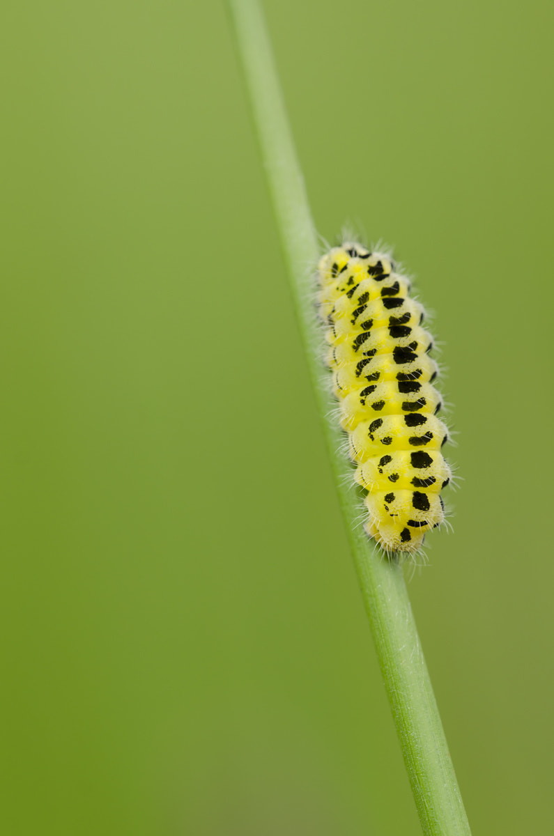 Sigma 150mm F2.8 EX DG Macro HSM sample photo. Caterpillar photography