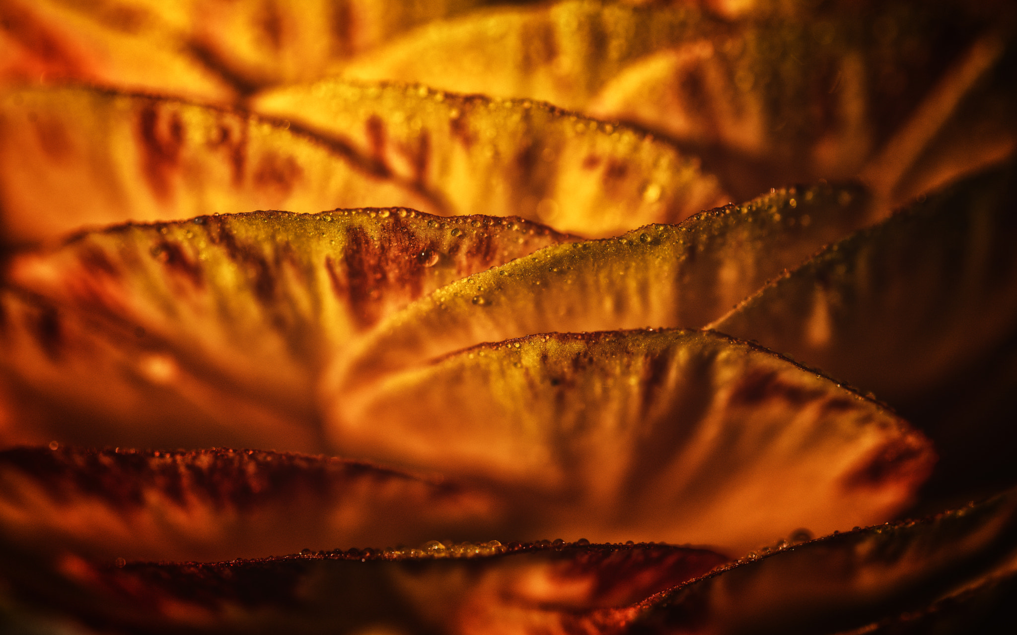 Nikon AF-S Micro-Nikkor 60mm F2.8G ED sample photo. Mille-feuilles. photography