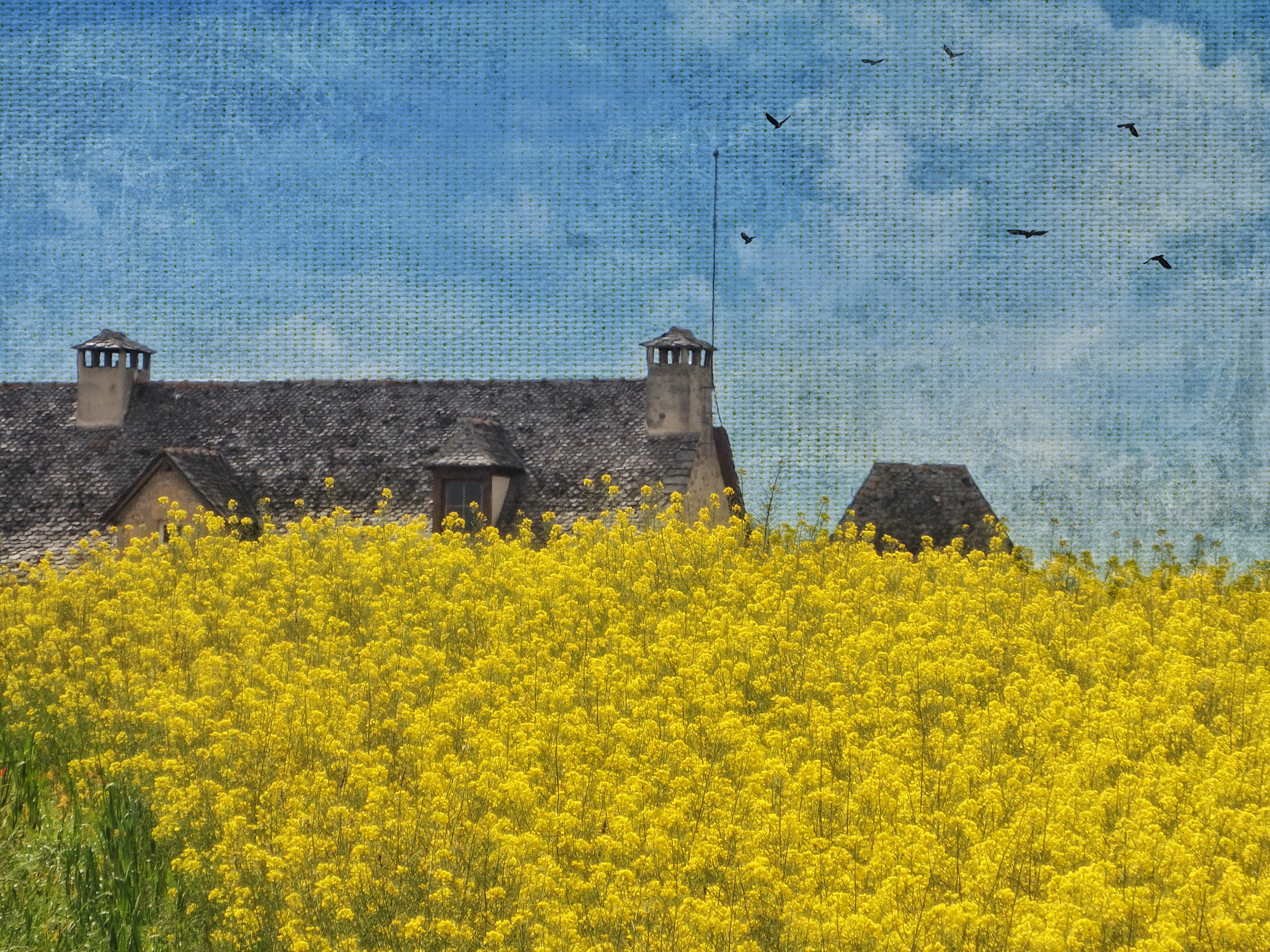 Olympus SH-2 sample photo. Canola fields. lot region of france photography