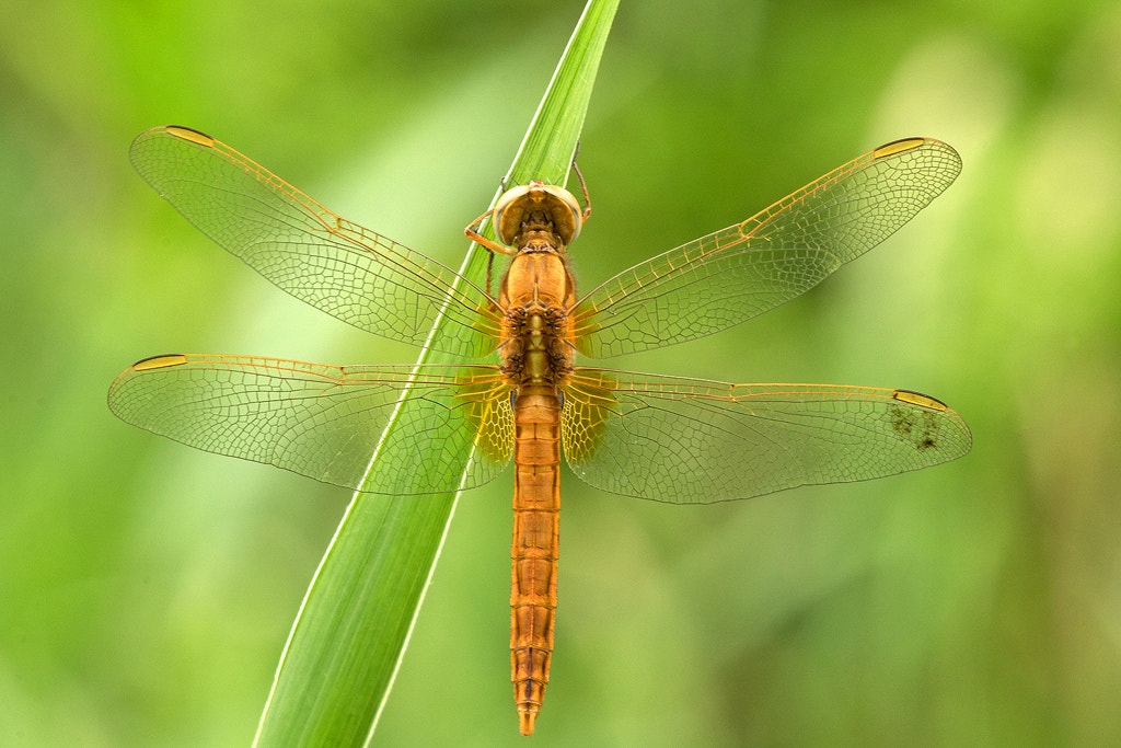 Tamron SP AF 180mm F3.5 Di LD (IF) Macro sample photo. Broad scarlet photography