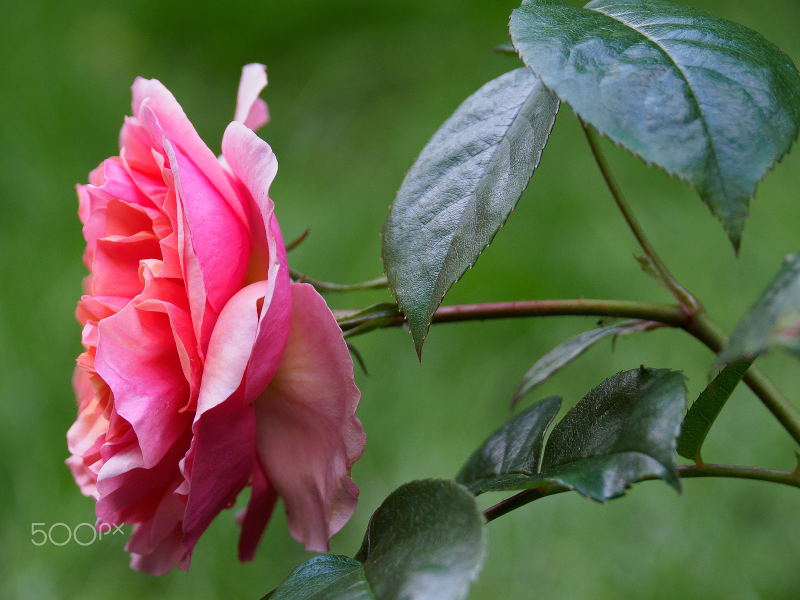 Olympus OM-D E-M10 + Panasonic Leica D Vario-Elmar 14-150mm F3.5-5.6 Asph Mega OIS sample photo. In the roses garden photography