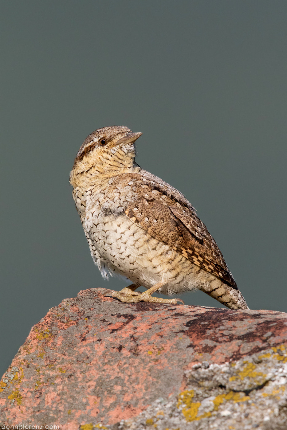 Canon EOS 7D Mark II + Canon EF 600mm F4L IS II USM sample photo. Wryneck | wendehals photography