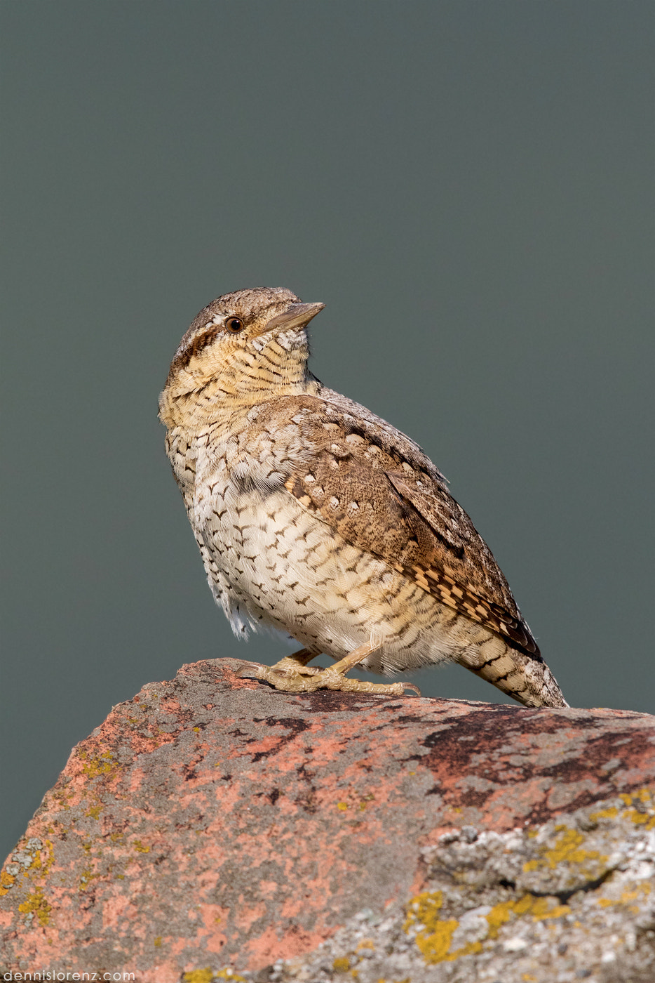 Canon EF 600mm F4L IS II USM sample photo. Wryneck | wendehals photography