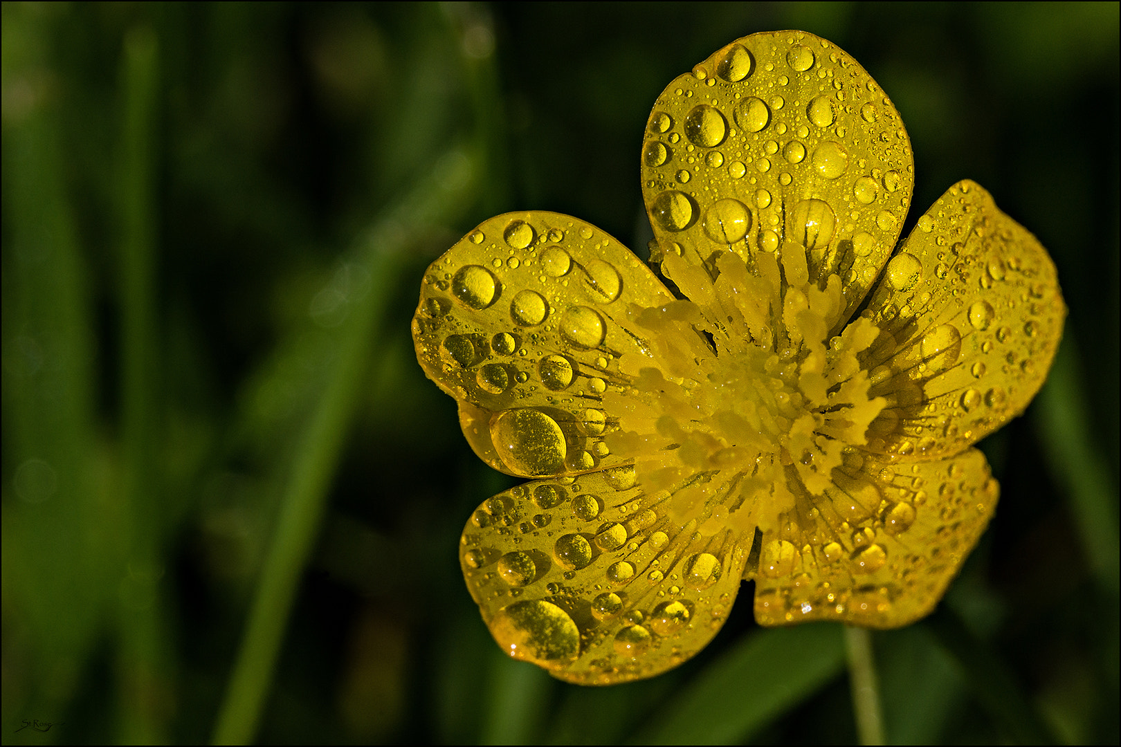 Sony SLT-A77 + 90mm F2.8 Macro SSM sample photo. Drops photography