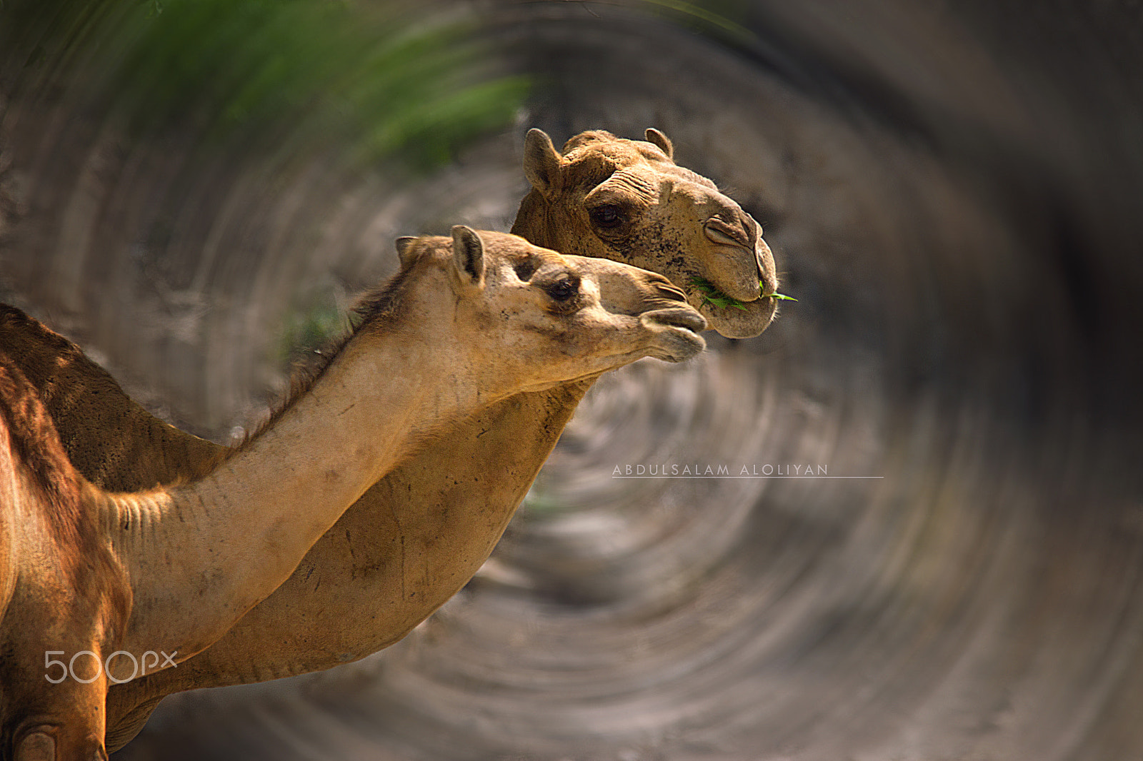 Sigma 150-500mm F5-6.3 DG OS HSM sample photo. Camel photography