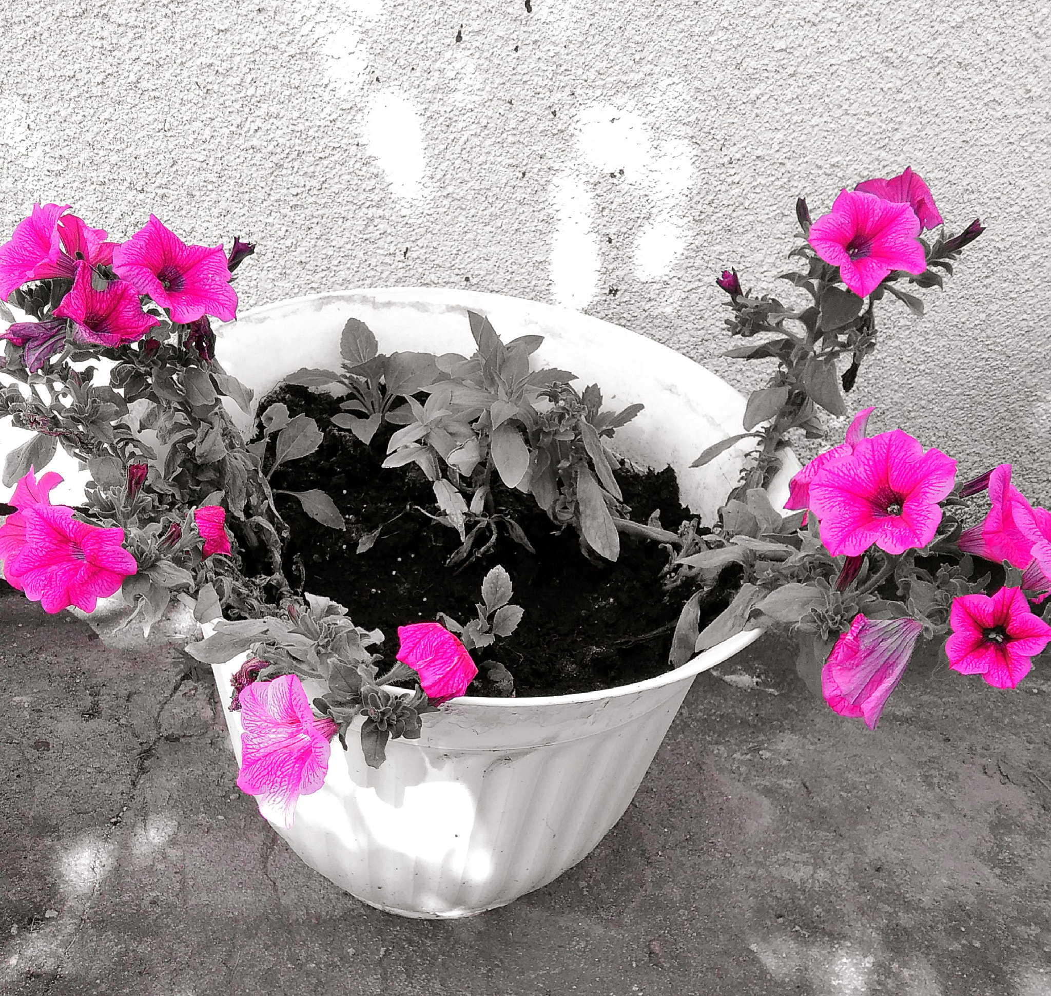 HUAWEI G620S-L01 sample photo. Flowers photography