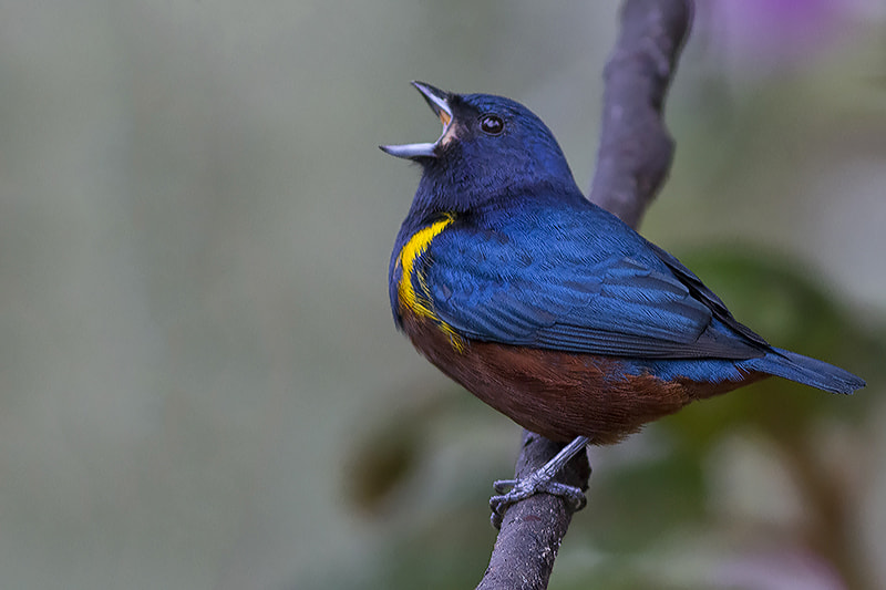 Canon EF 300mm F4L IS USM sample photo. Chestnut-bellied euphonia photography
