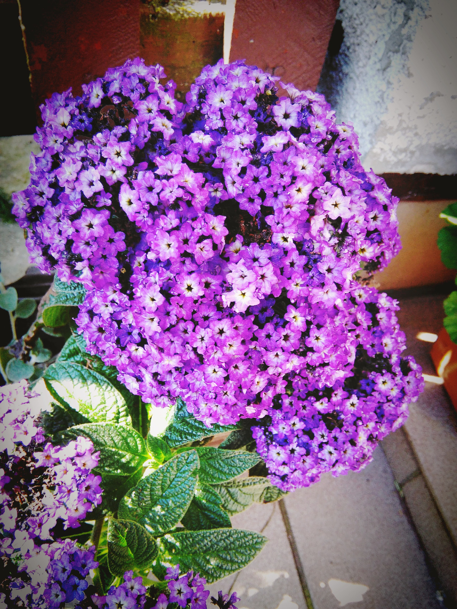 HUAWEI G620S-L01 sample photo. Flowers photography