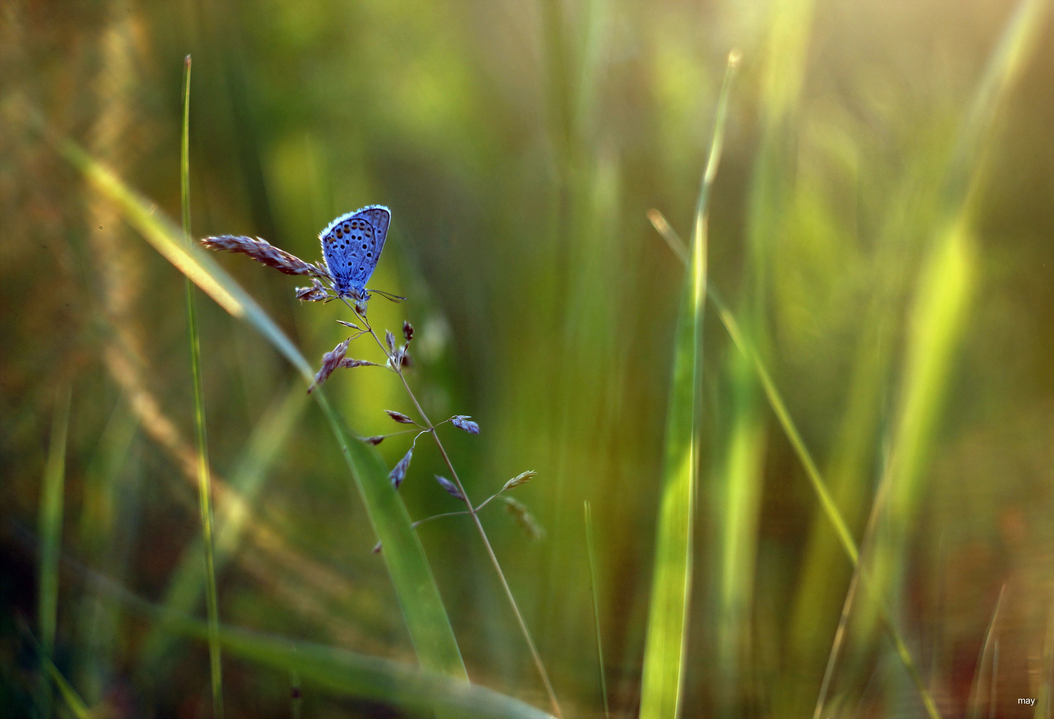 Sony SLT-A65 (SLT-A65V) + Minolta AF 50mm F1.7 sample photo. Summer sketches.. photography
