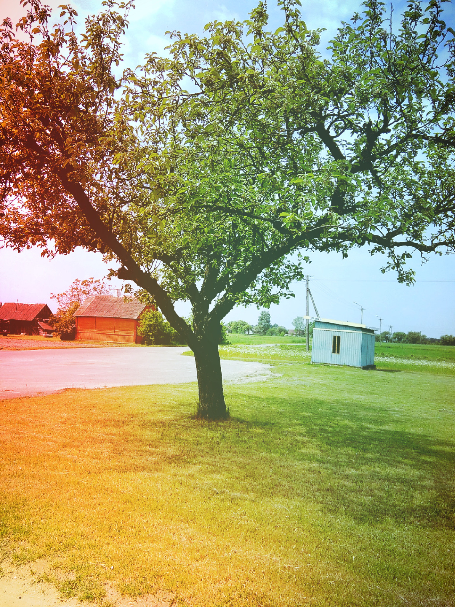 HUAWEI G620S-L01 sample photo. Tree in color photography