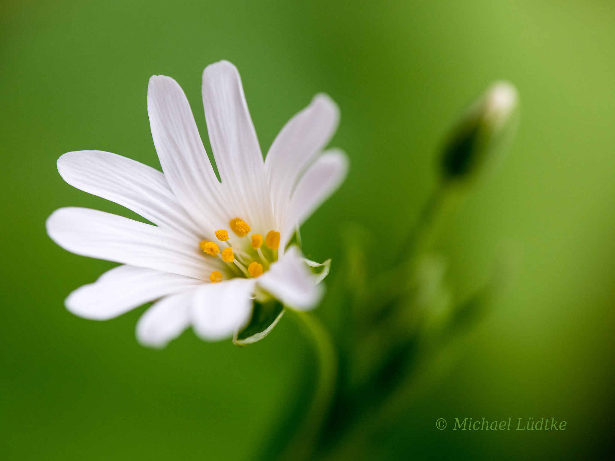 Olympus PEN E-PL7 sample photo. Sternmiere photography