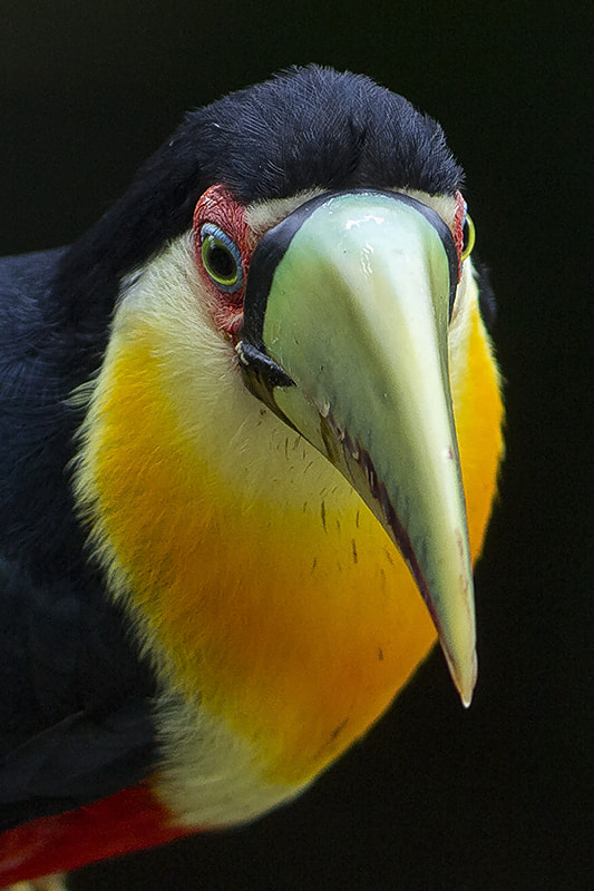 Canon EF 300mm F4L IS USM sample photo. Red-breasted toucan photography