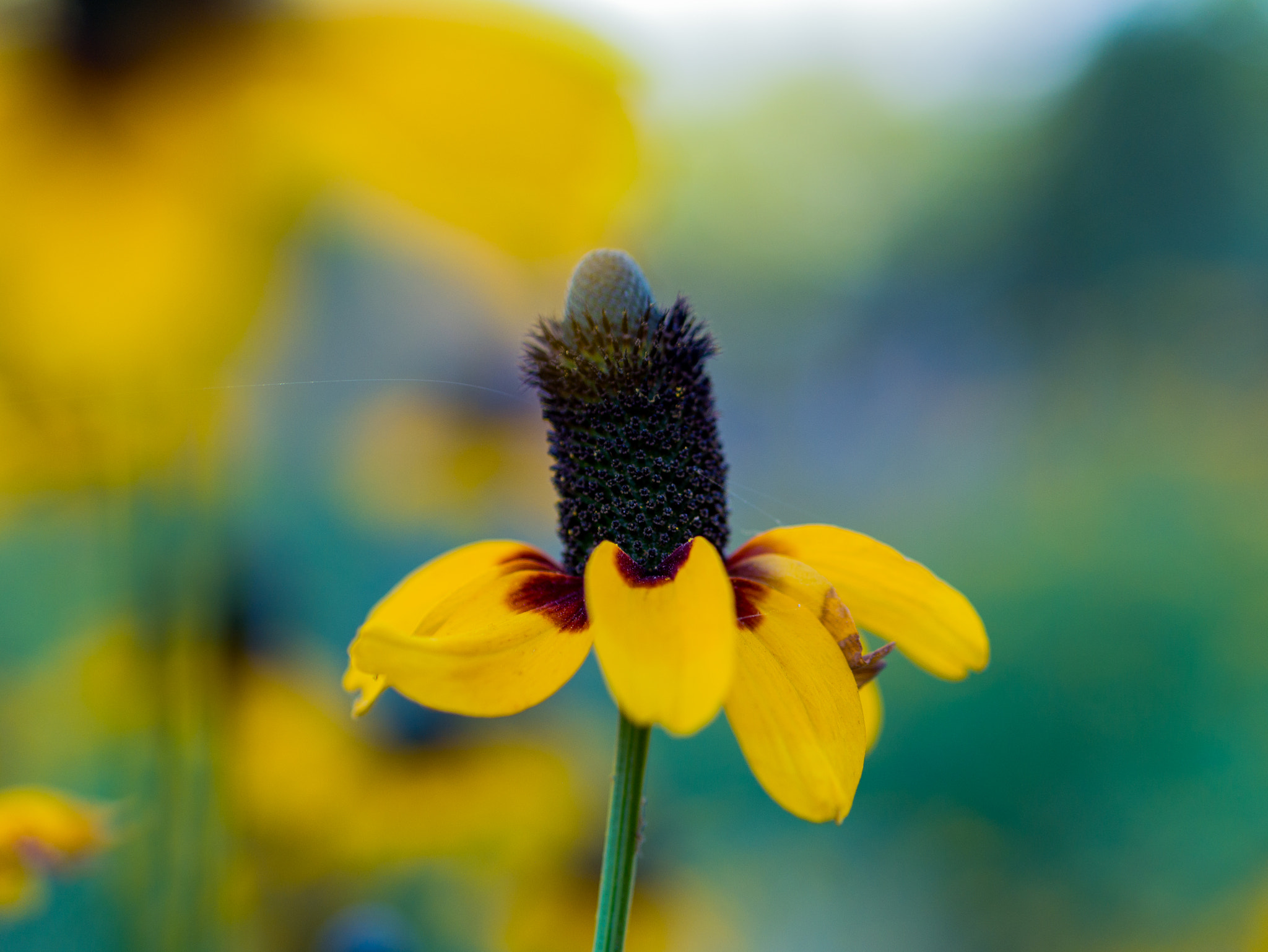 Panasonic Lumix G 42.5mm F1.7 ASPH Power OIS sample photo. Flower tower photography