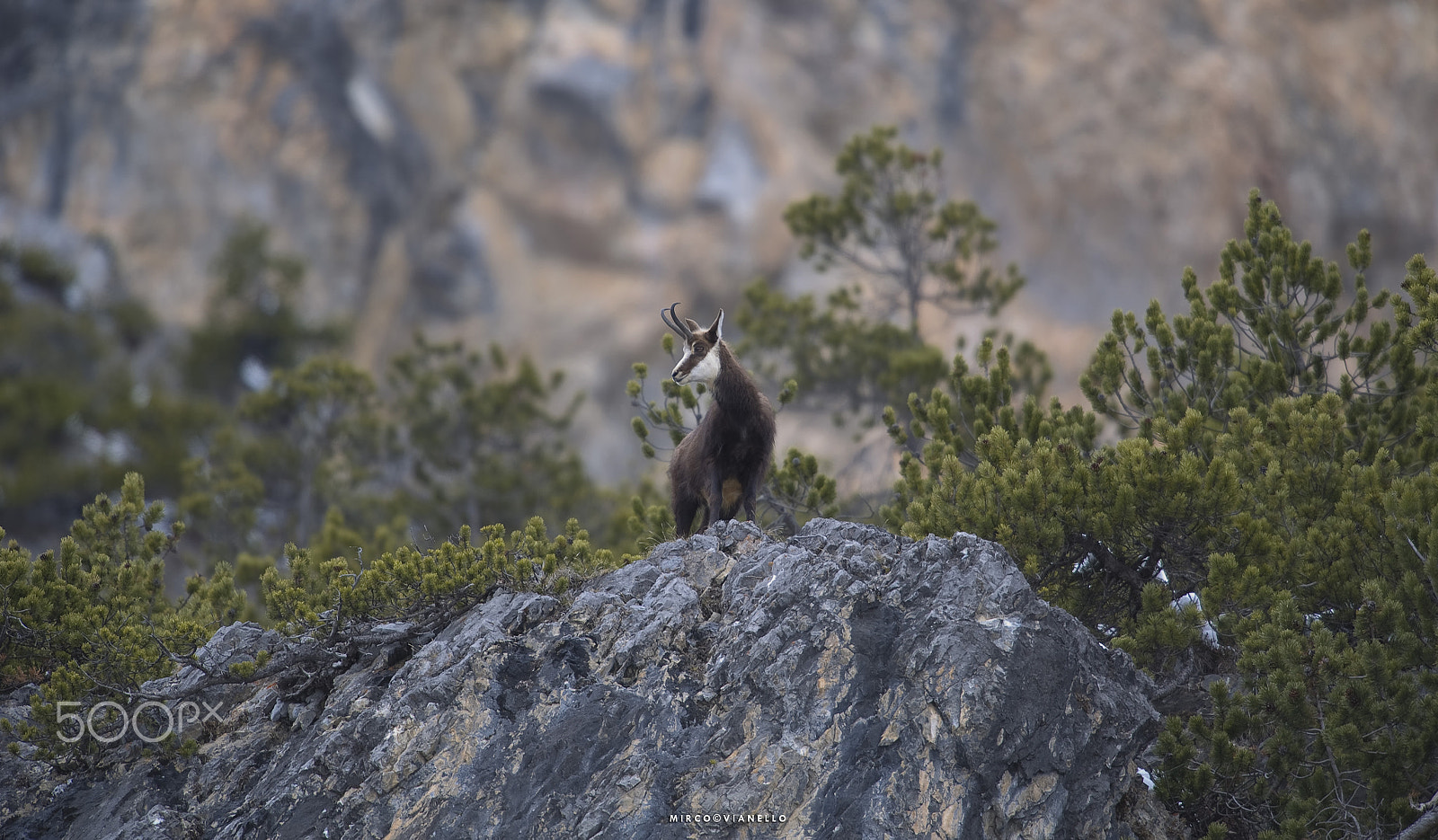 Nikon AF-S Nikkor 500mm F4G ED VR sample photo. Camoscio alpino (female) photography
