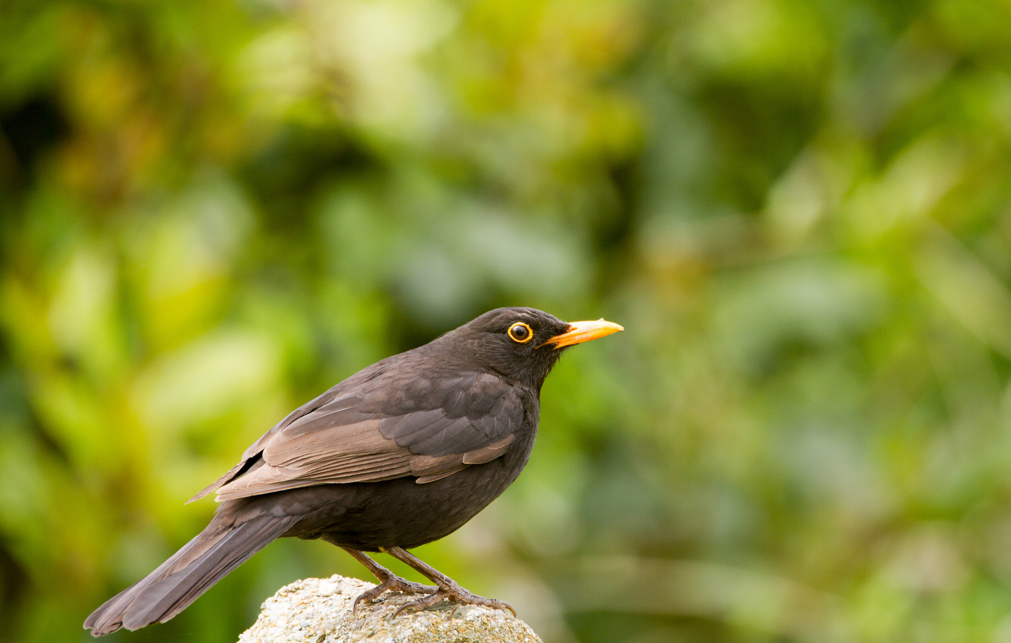 Sigma 150-600mm F5-6.3 DG OS HSM | C sample photo. Male blackbird photography