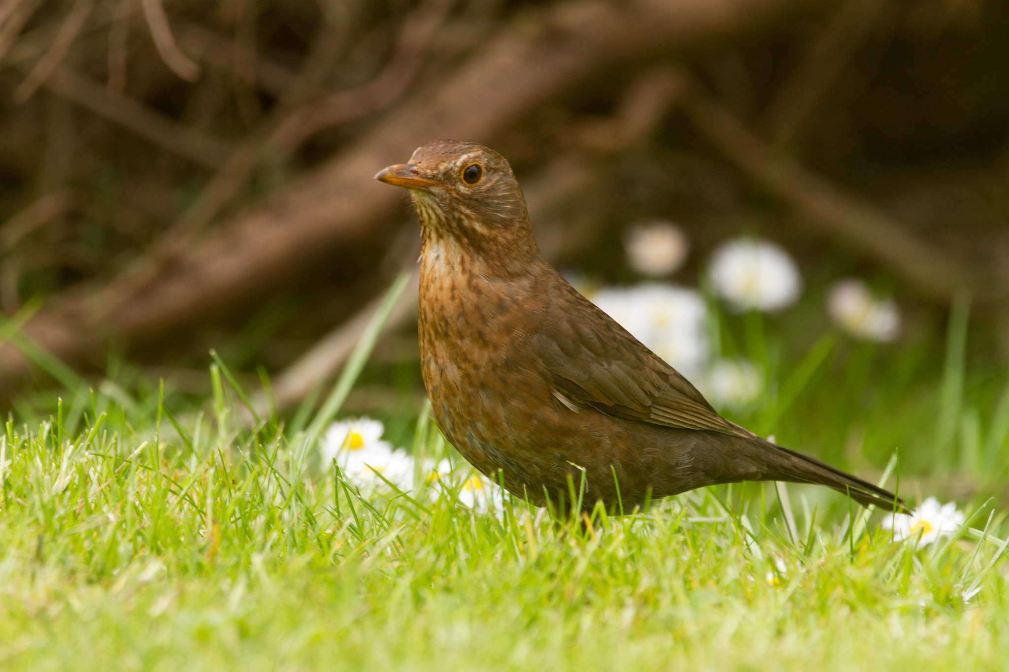 Sigma 150-600mm F5-6.3 DG OS HSM | C sample photo. Female blackbird photography