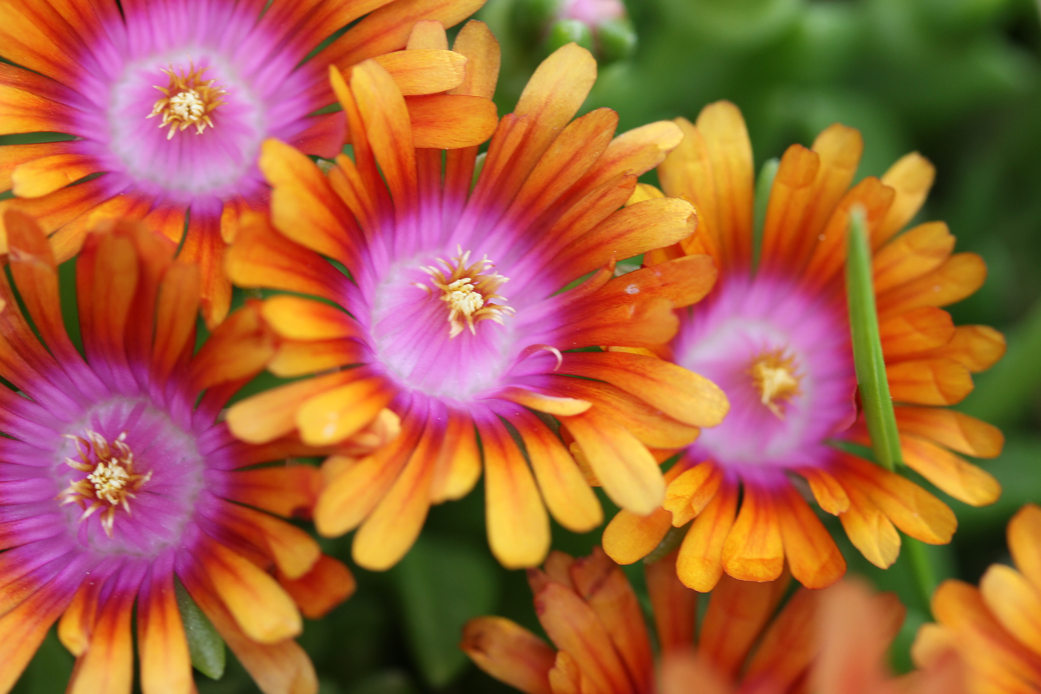 Canon EF-S 60mm F2.8 Macro USM sample photo. Ice plant photography