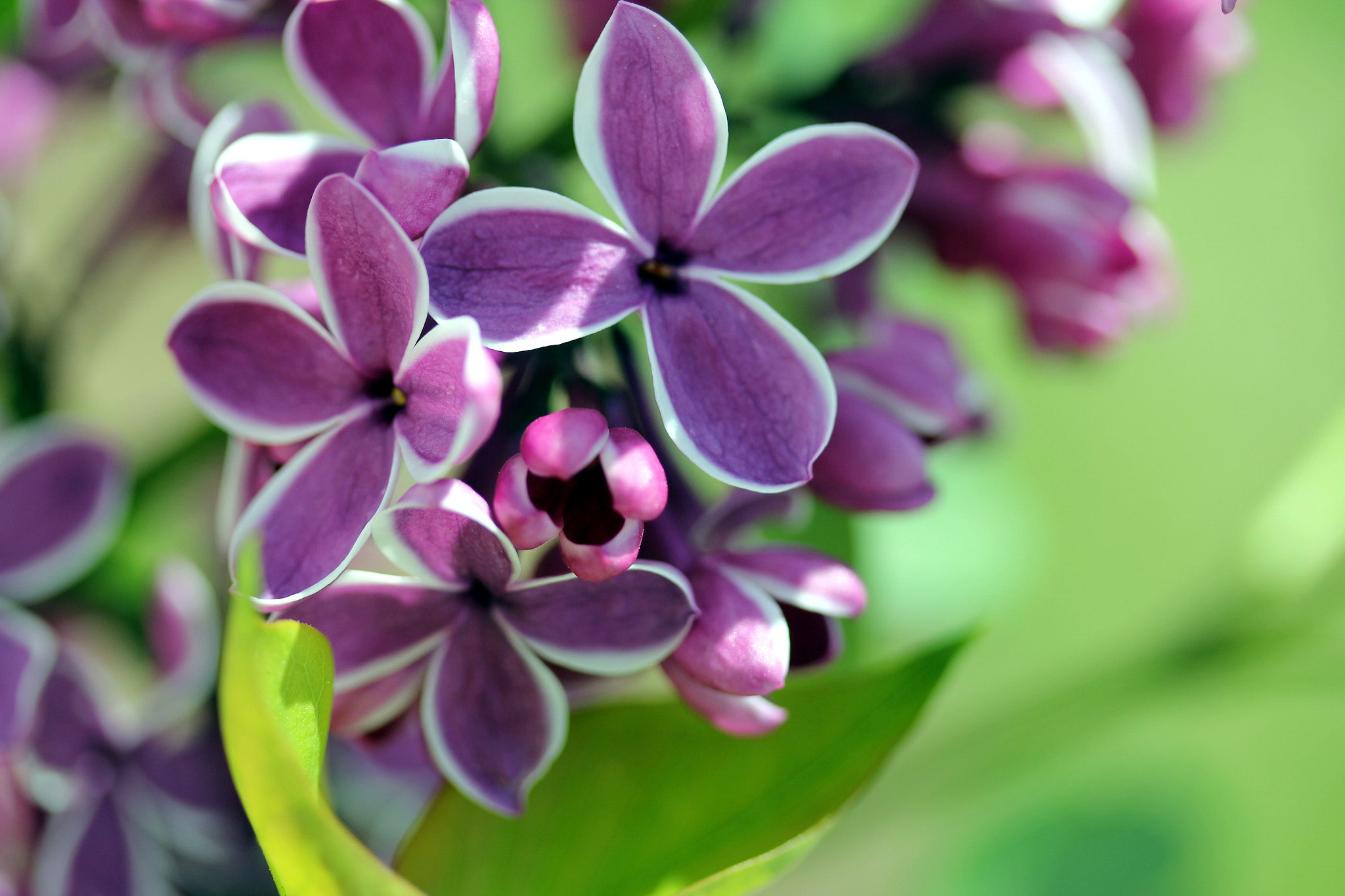 Canon EF-S 60mm F2.8 Macro USM sample photo. French hybrid lilac photography